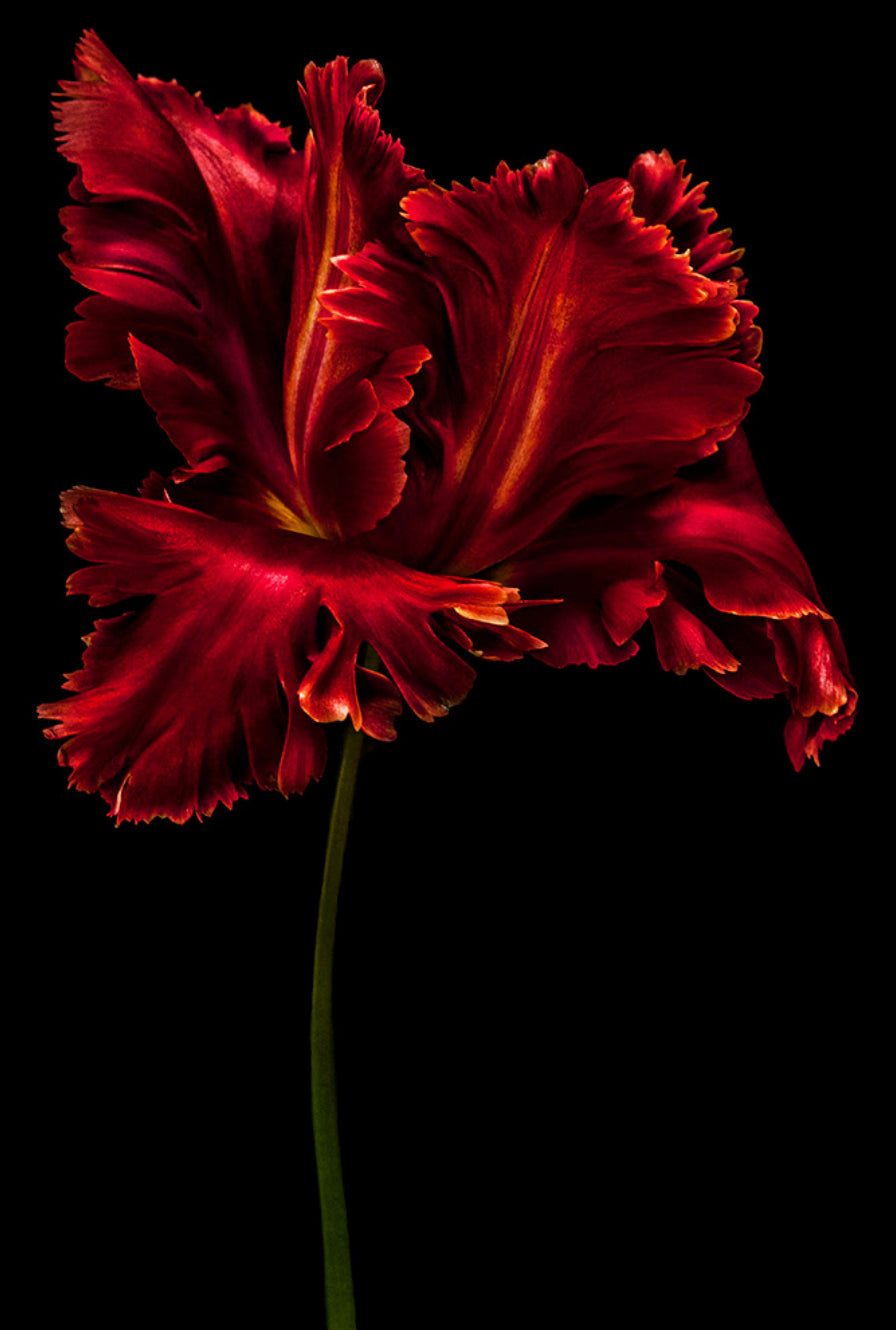 Tulipa ''Red Parrot''.jpg