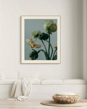 Poppies
