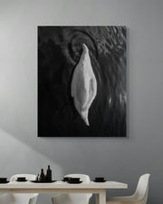 Swan