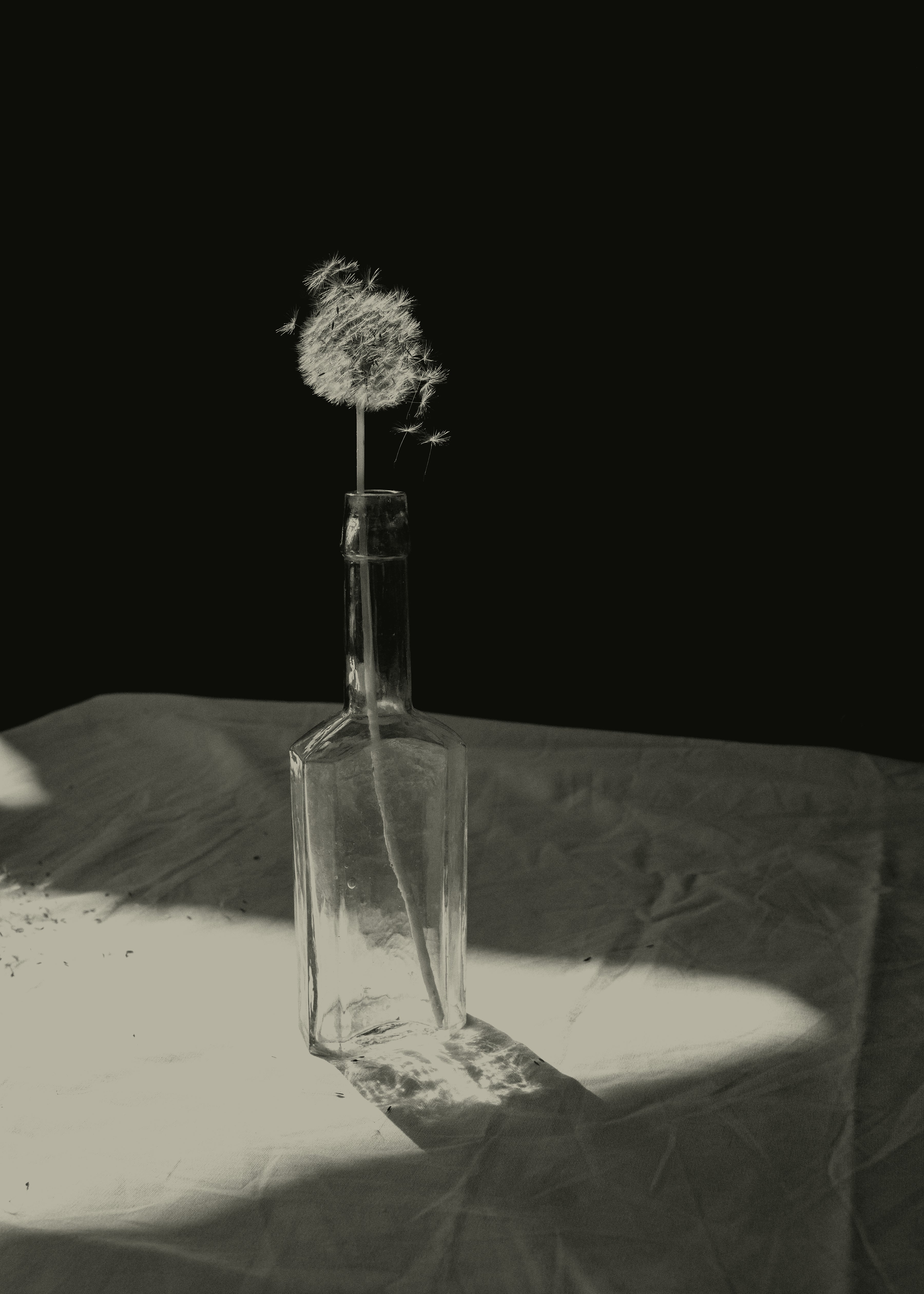 Dandelion