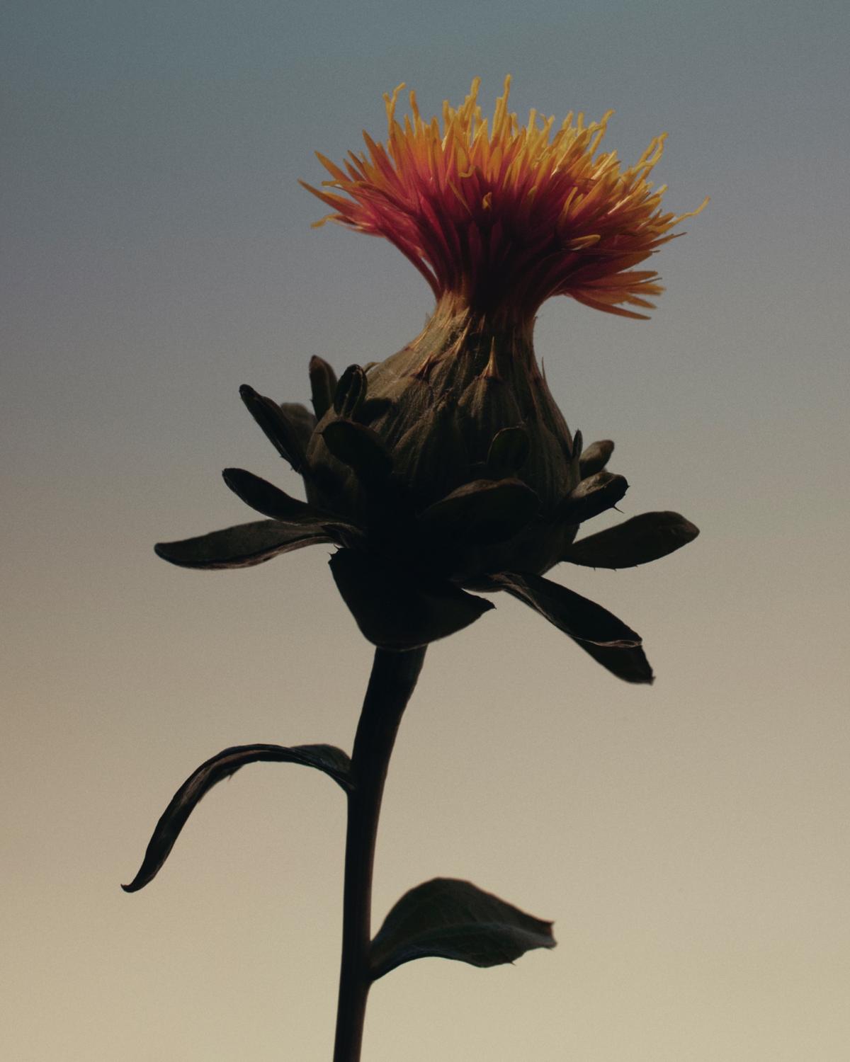 Carthamus Tinctorius