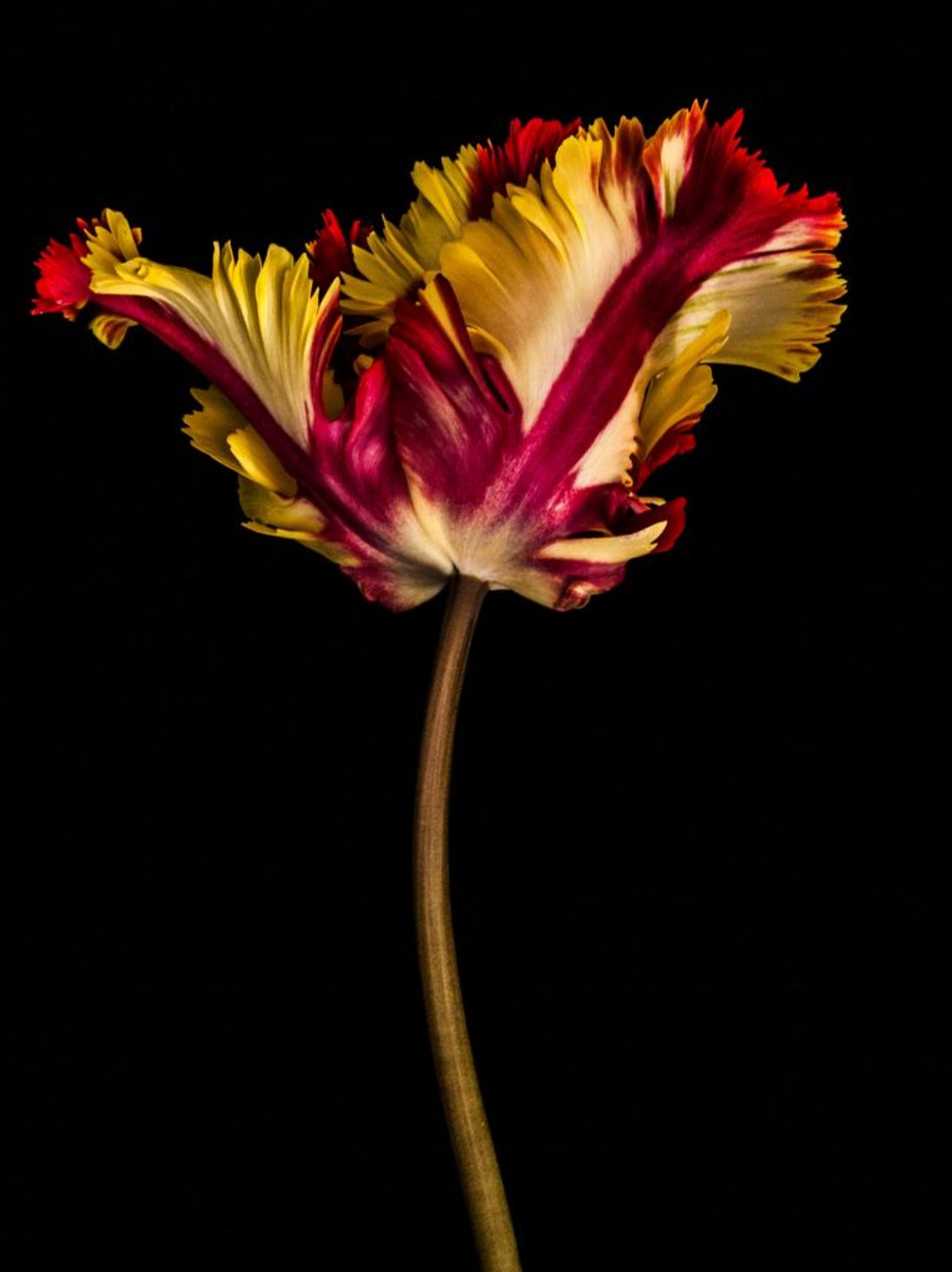 Tulipa IV