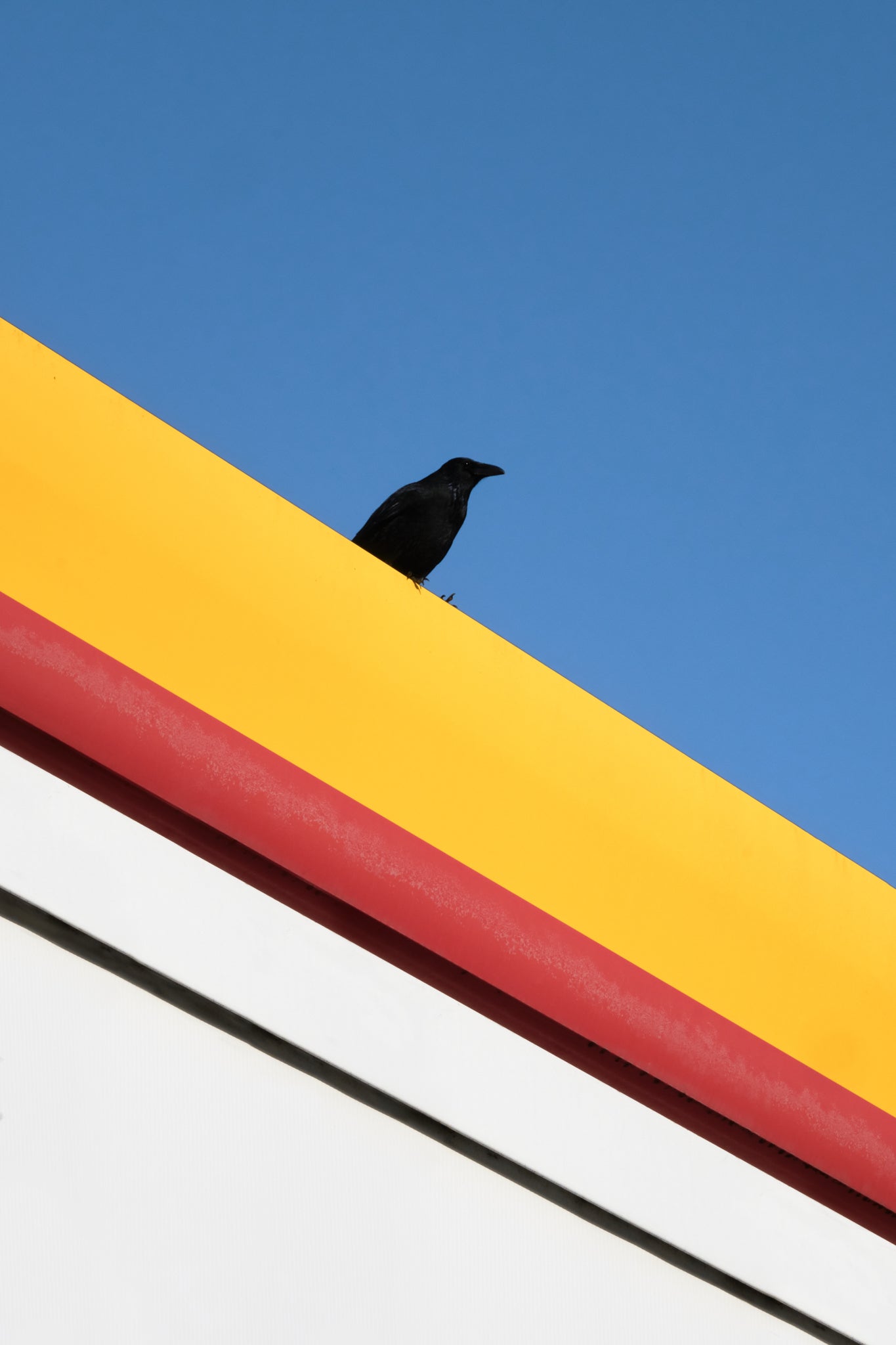 The Bird