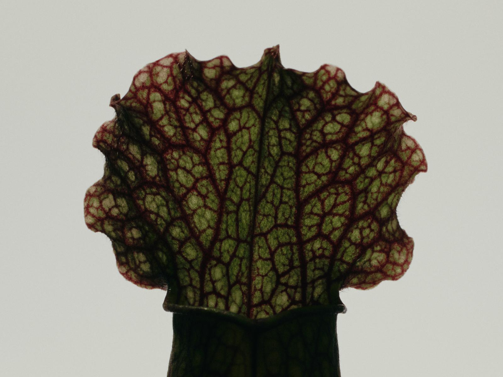 Sarracenia Fiona
