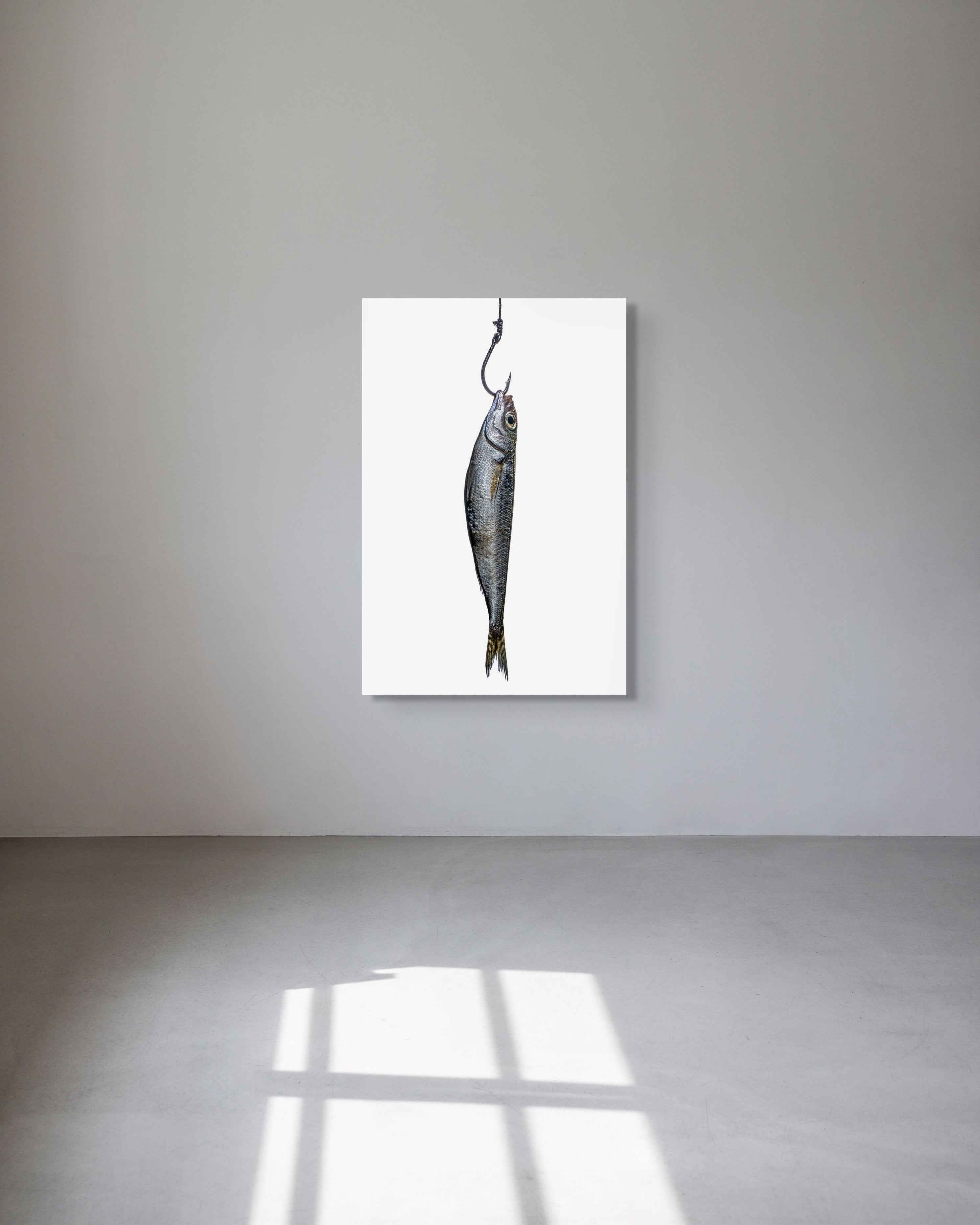 Anchovy