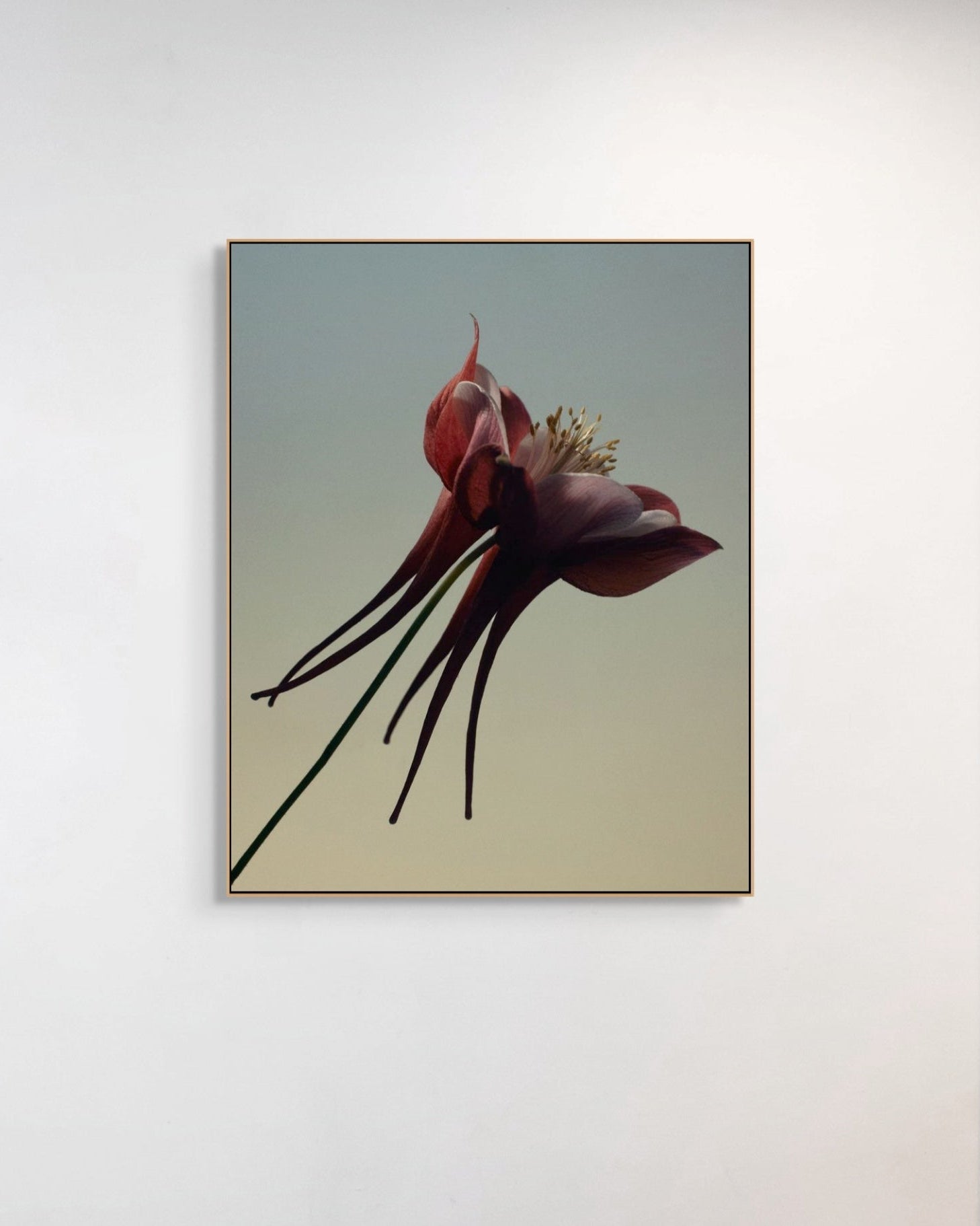Framed artwork of a red flower with long black stamens on a light gray background