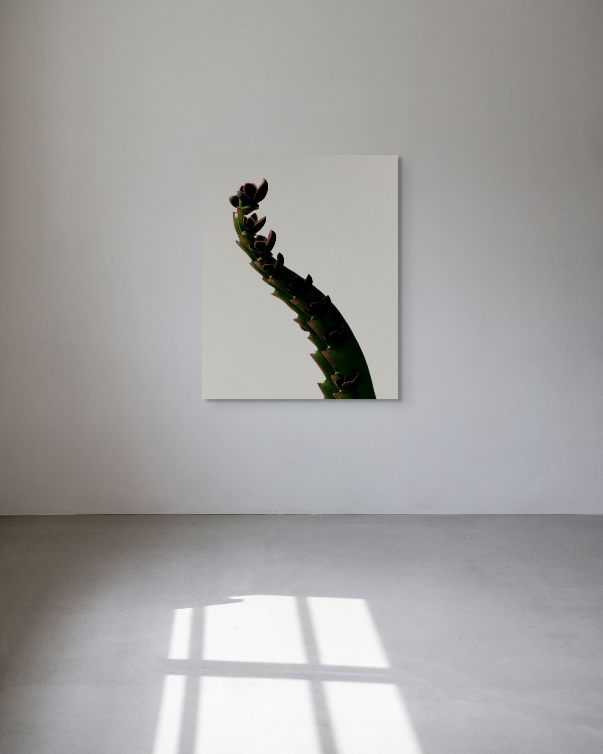 Metal print of a cactus on a white wall with sunlight casting shadows on the floor.