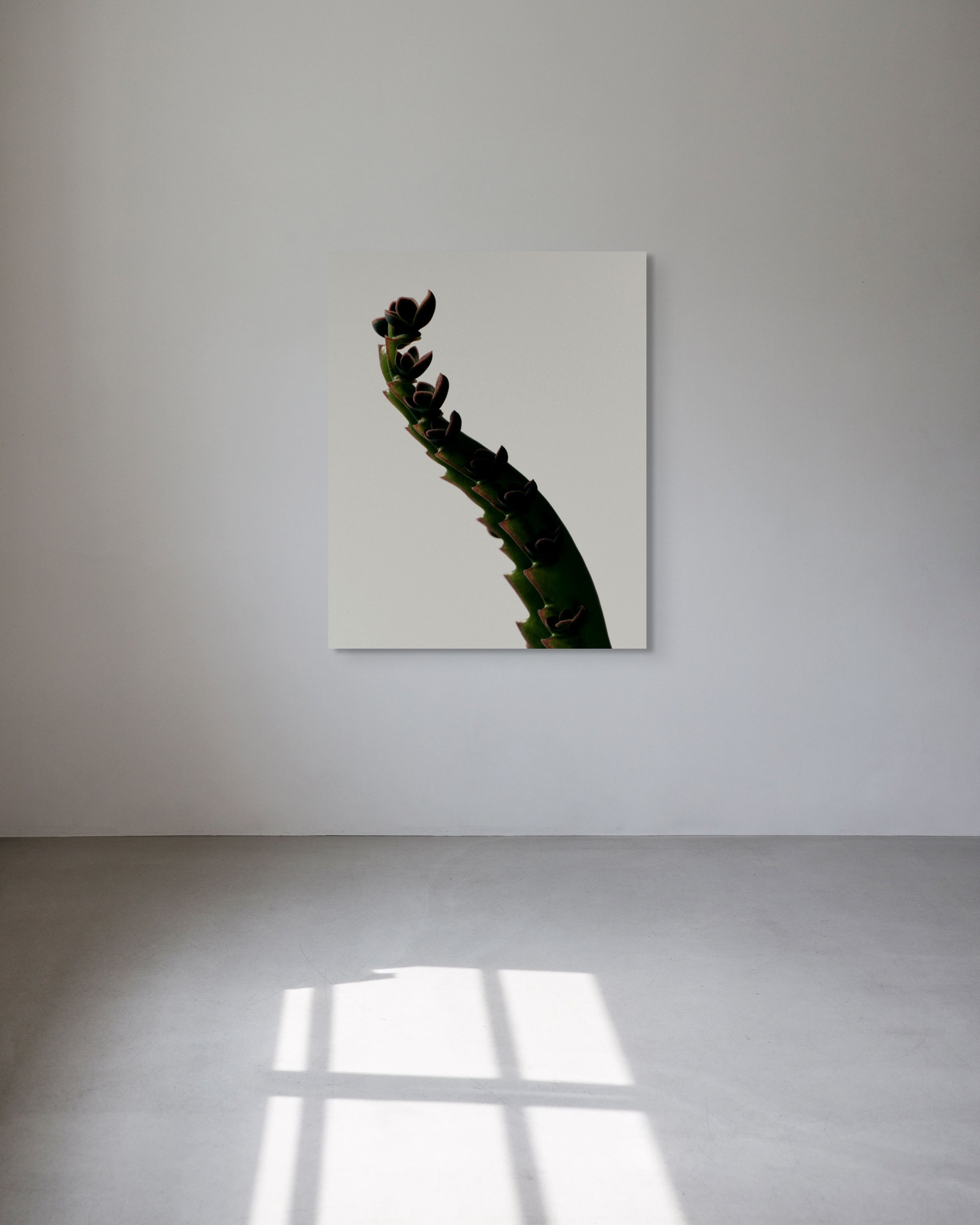Metal print of a cactus on a white wall with sunlight casting shadows on the floor.