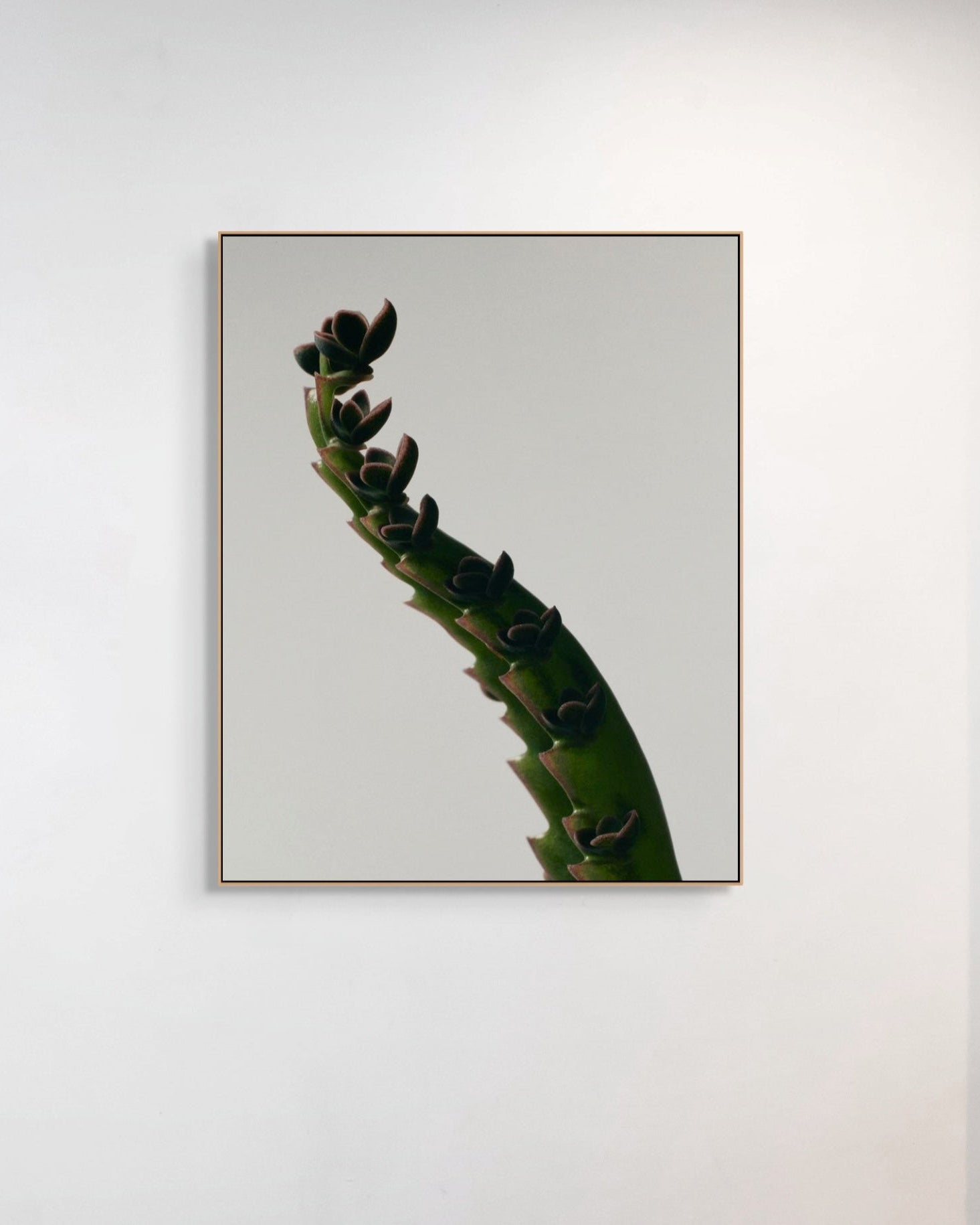 Framed artwork of a cactus plant on a white wall