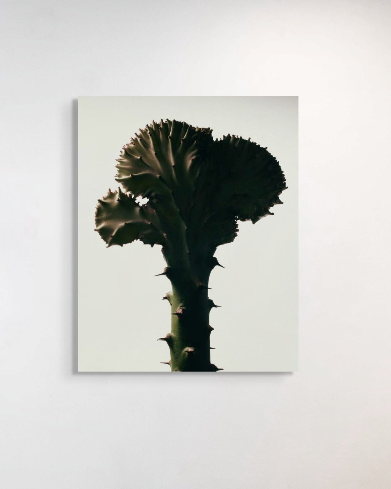 Metal print of a cactus on a white wall