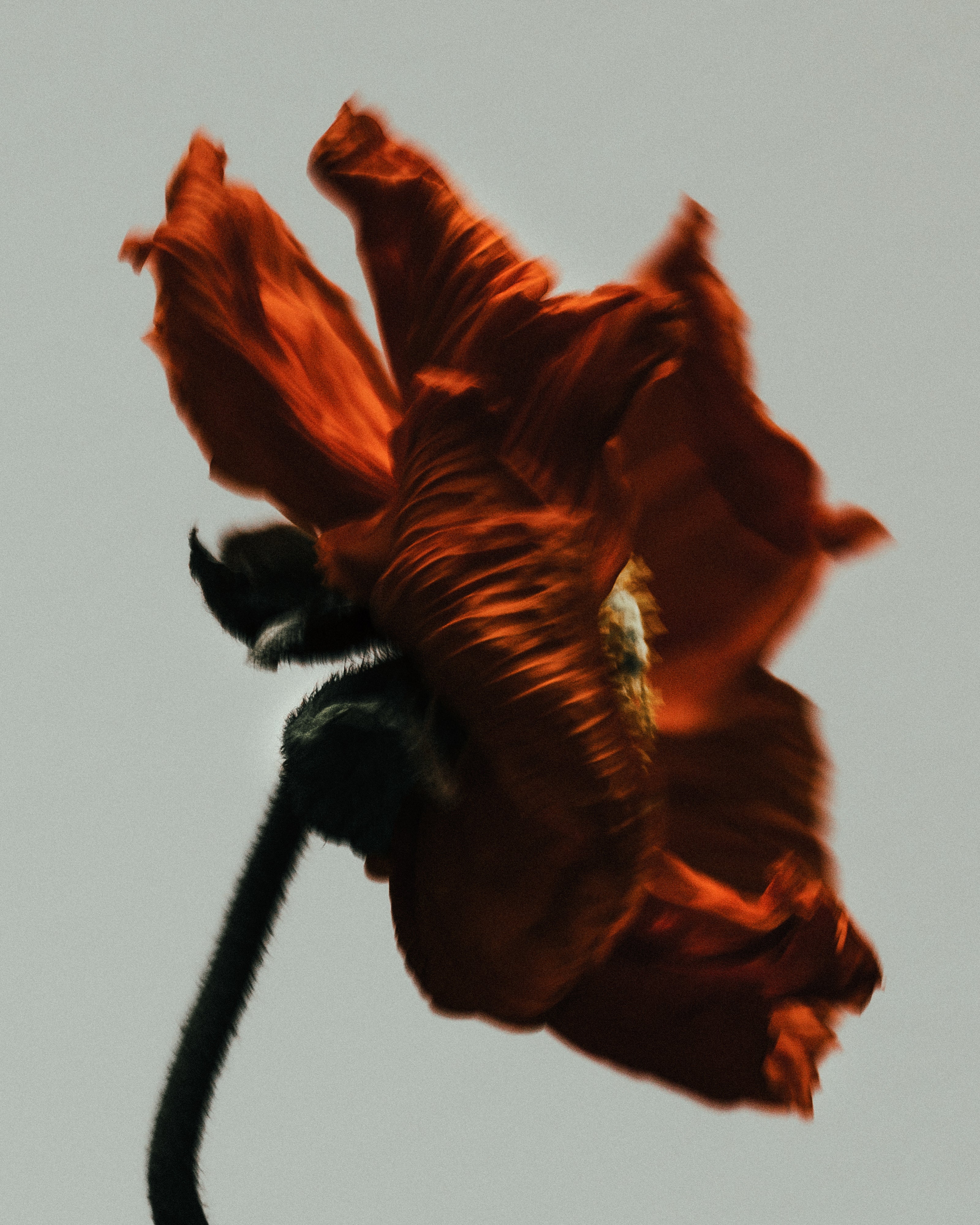 Poppy