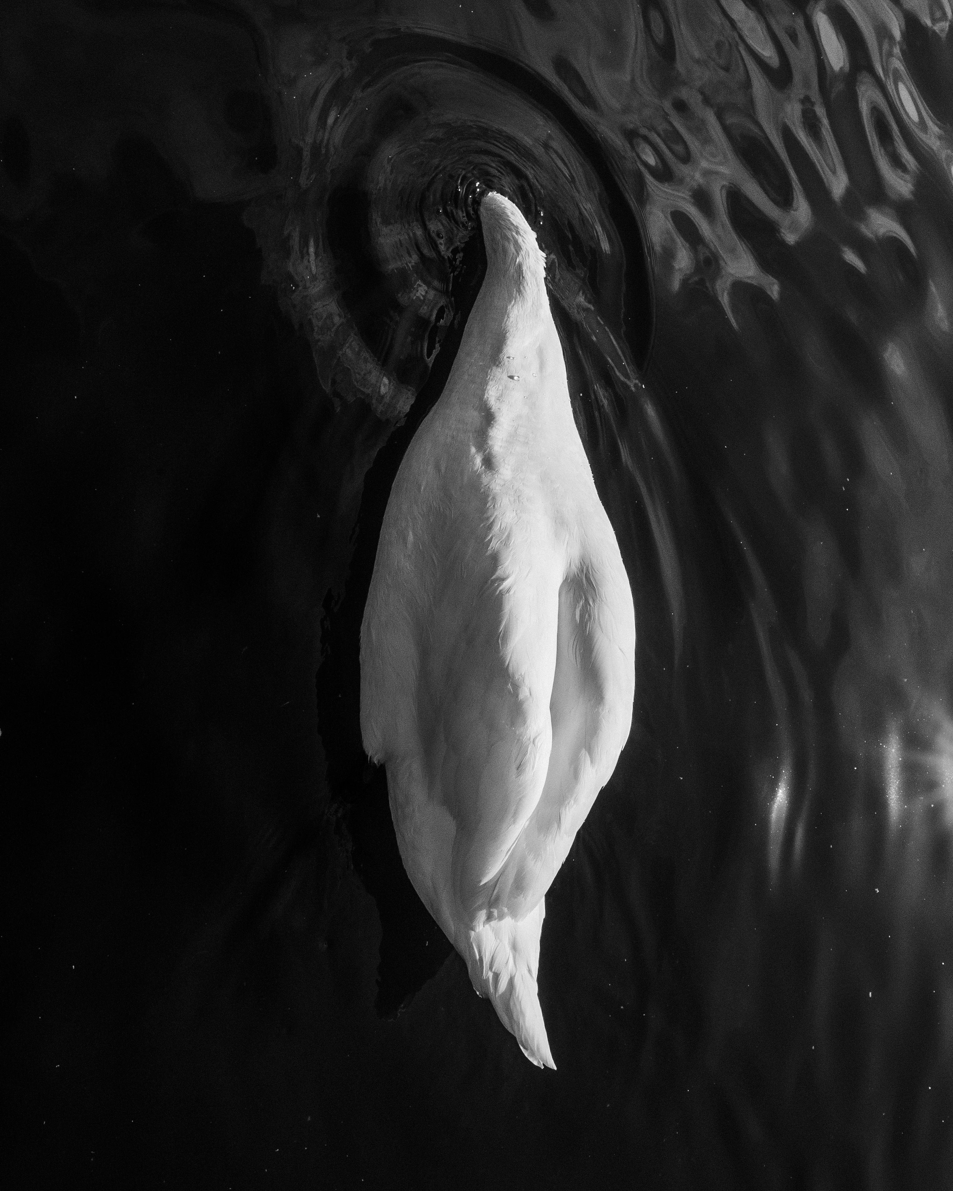 Swan