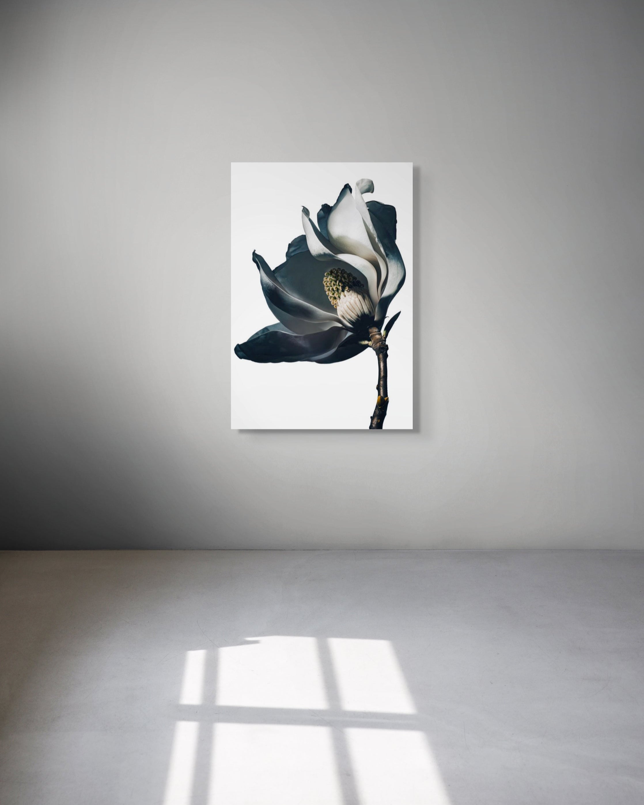 Framed fine art print, Magnolia I by Sivan Roshianu, ready to hang