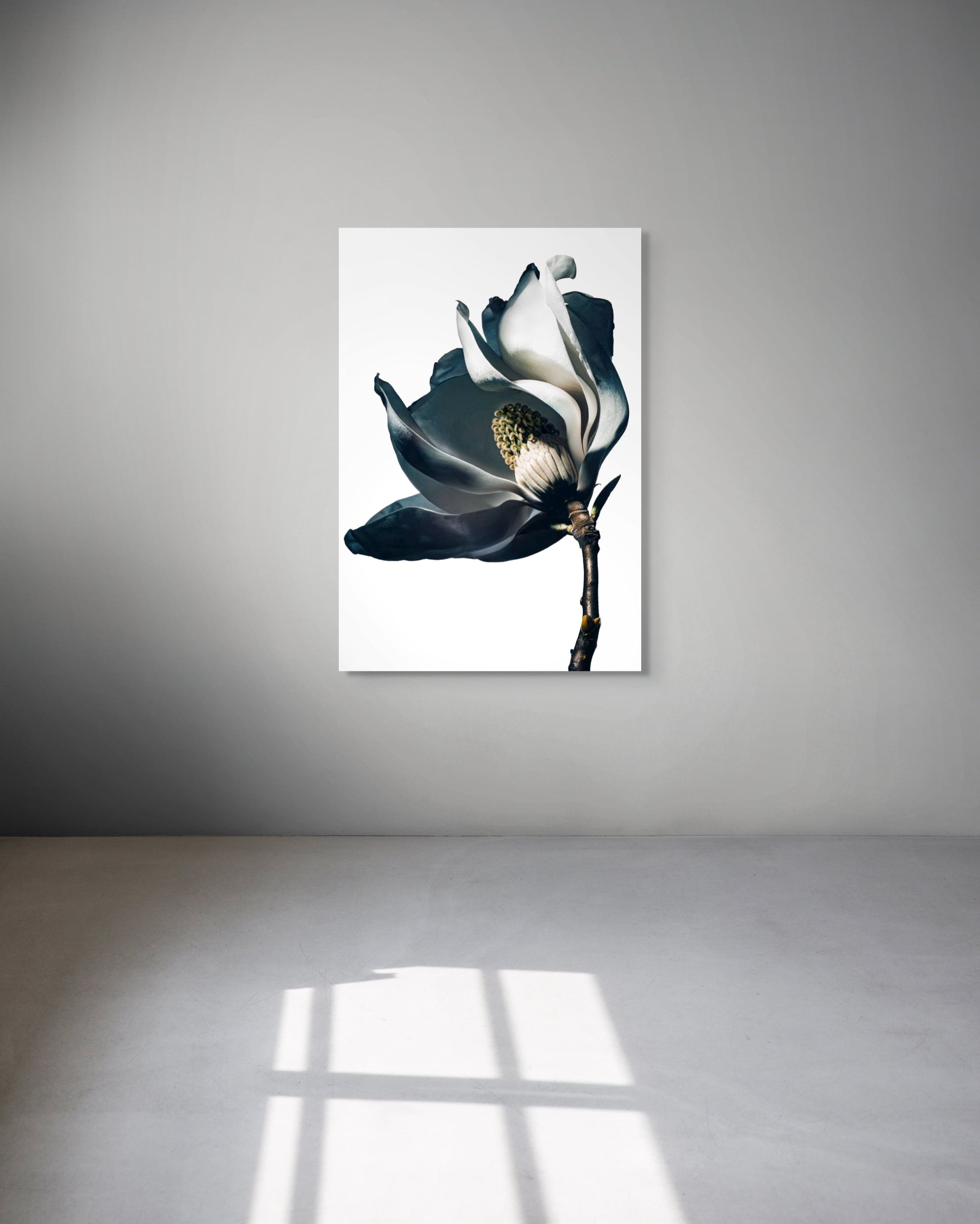 Framed artwork of a black and white flower on a gray wall.