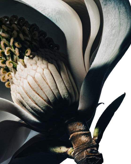 Magnolia I