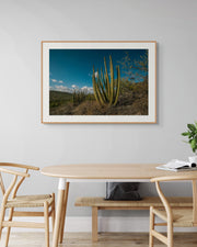 Organ Pipe
