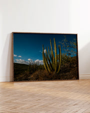 Organ Pipe