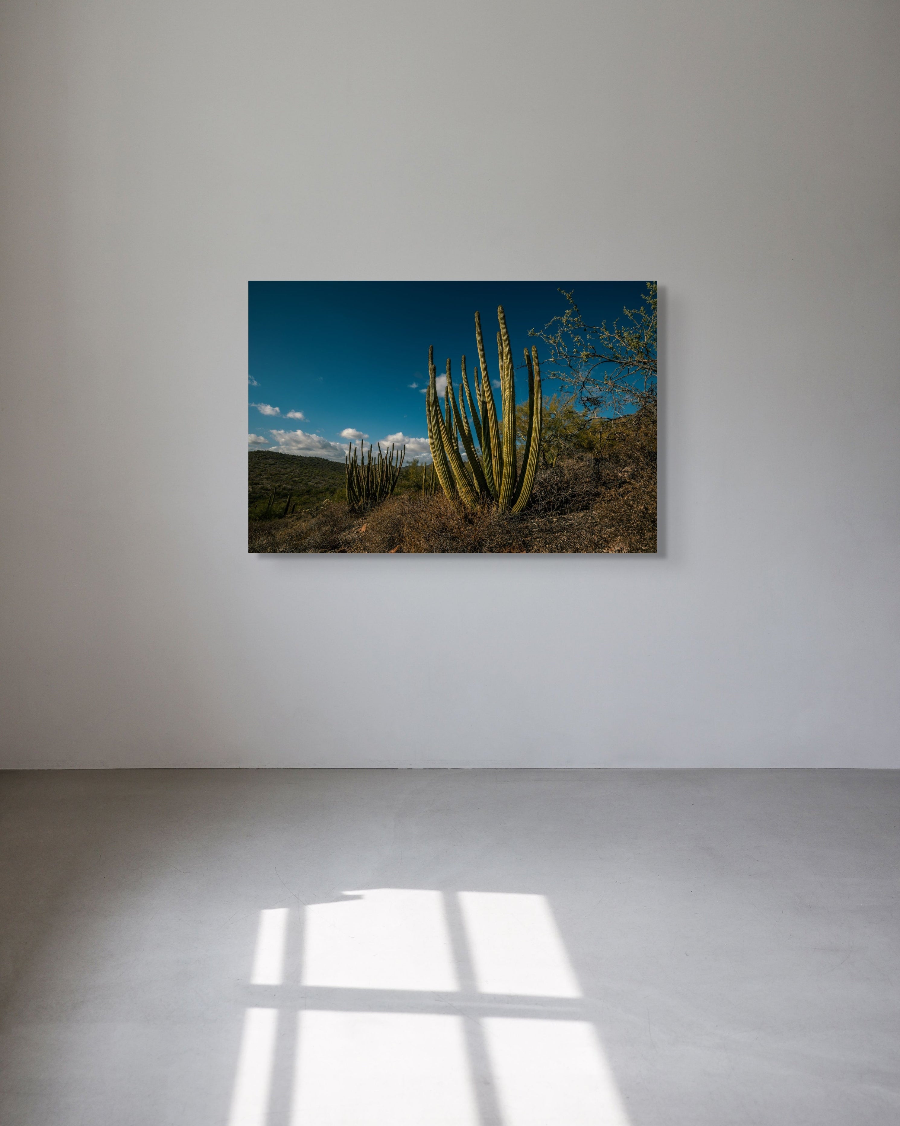 Organ Pipe