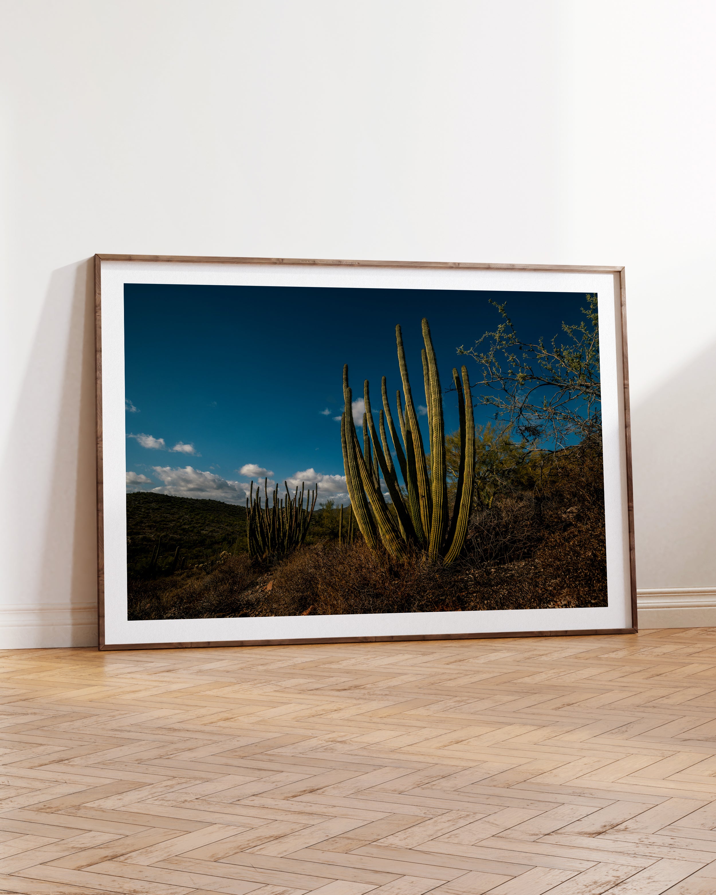 Organ Pipe