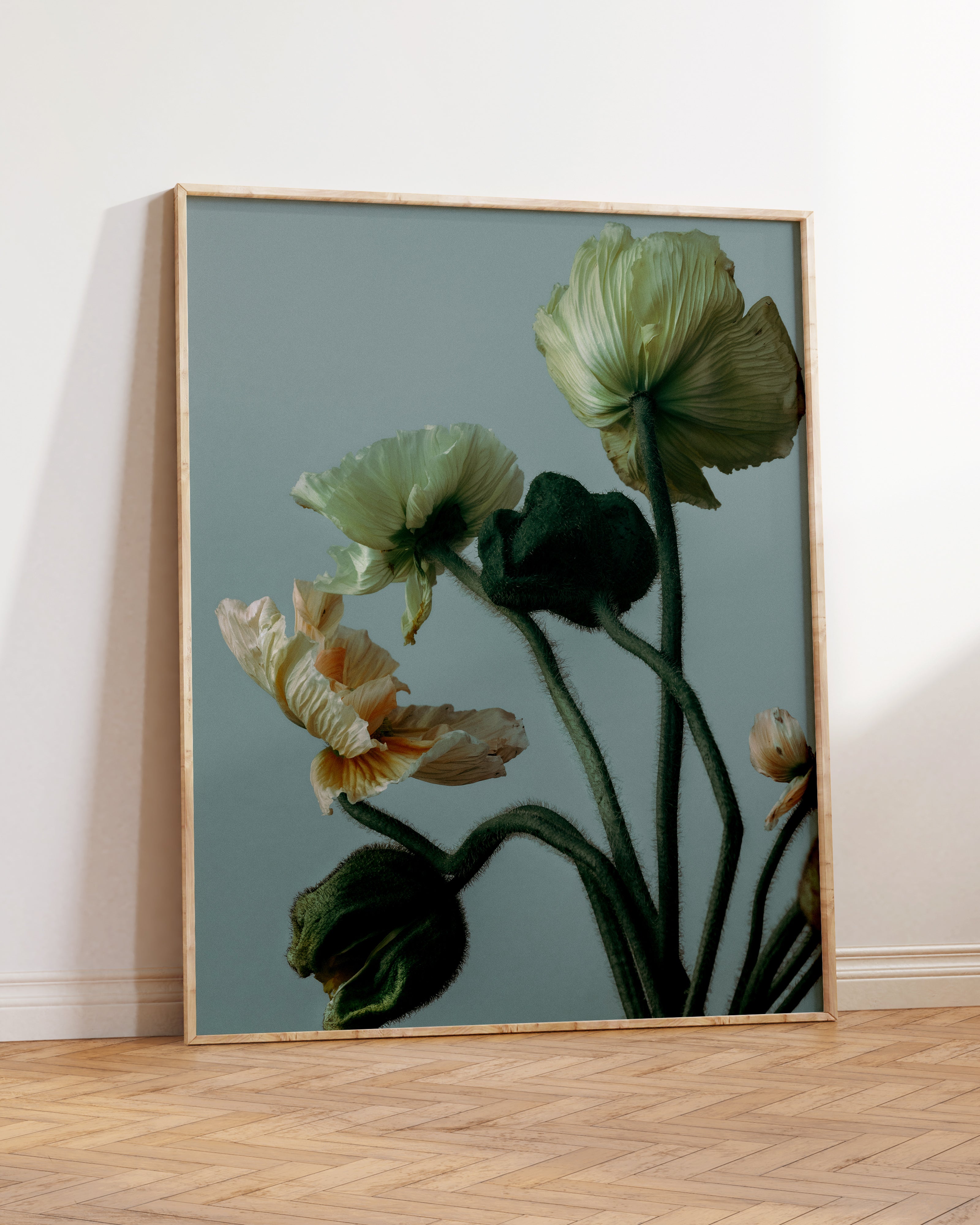 Poppies