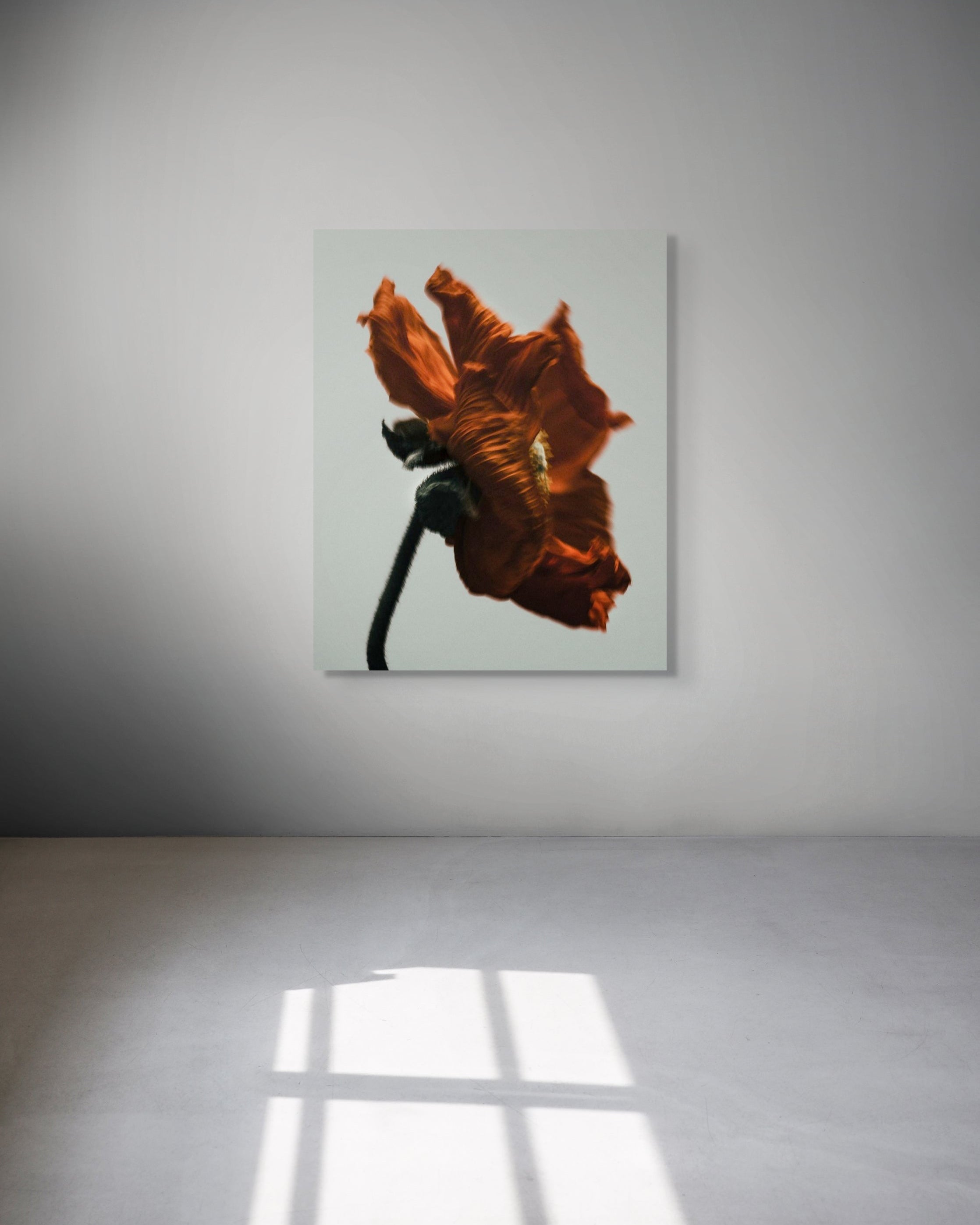 Framed artwork of a dried flower on a white wall