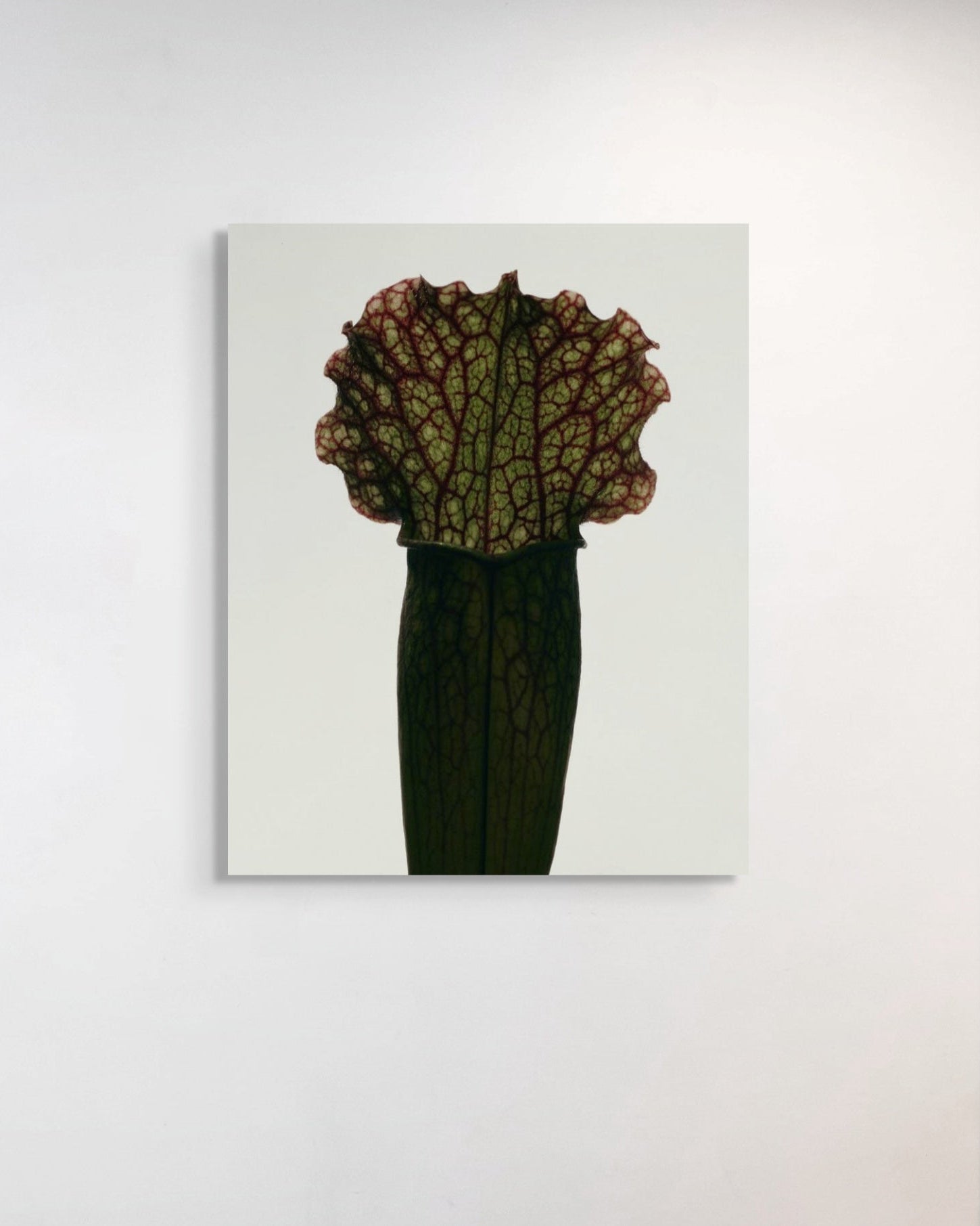 Artistic depiction of a plant with a unique leaf structure on a light gray background