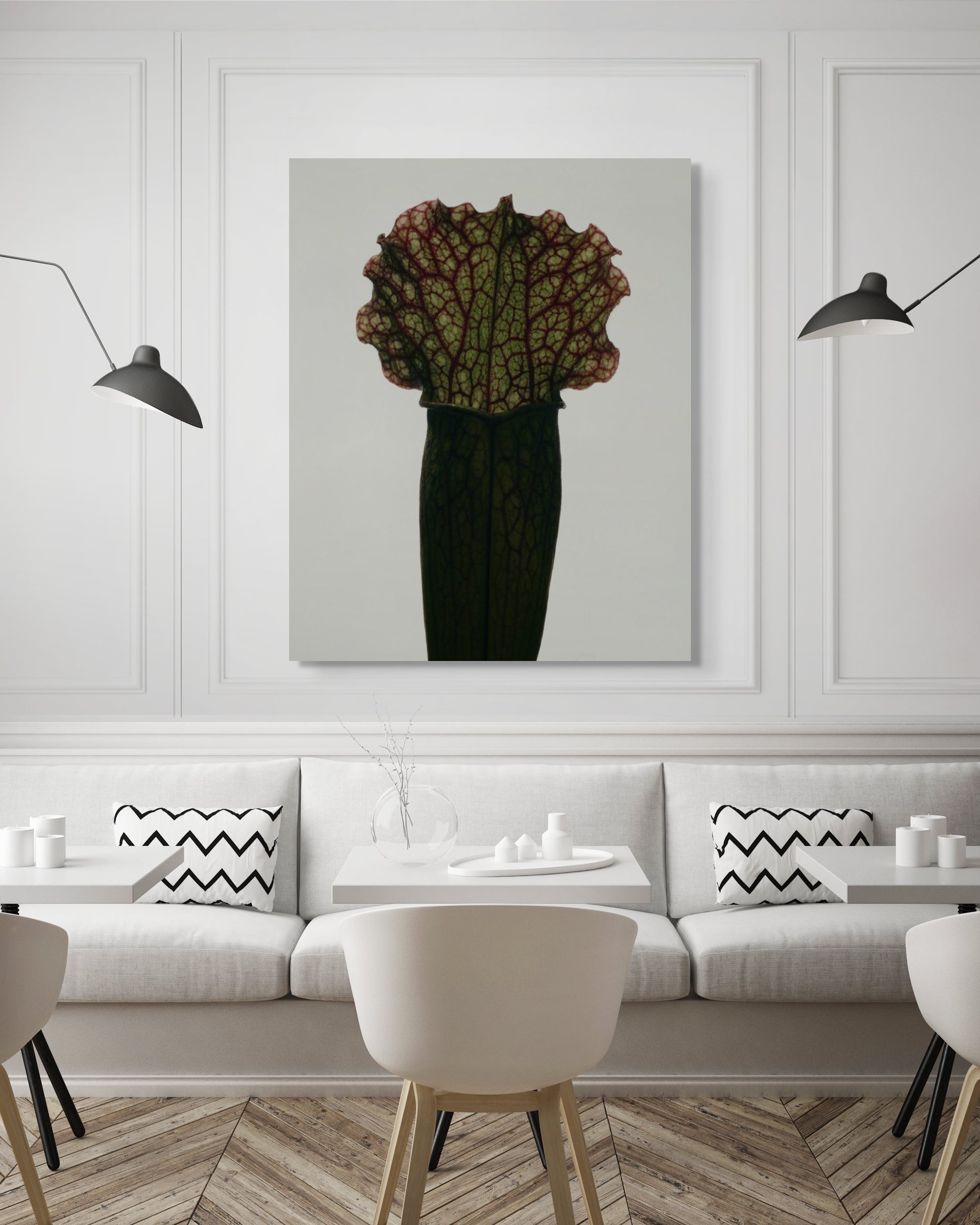 Sarracenia Fiona