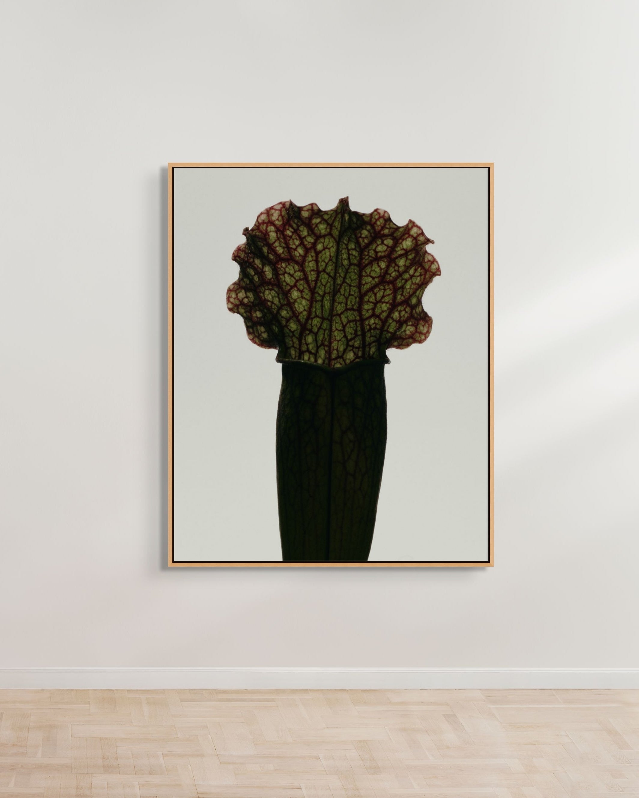 Sarracenia Fiona