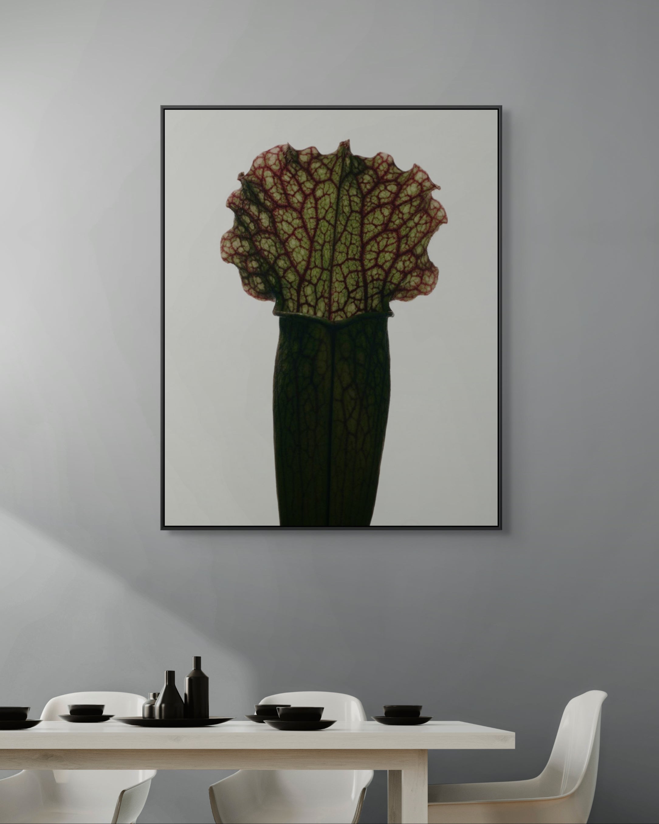 Sarracenia Fiona