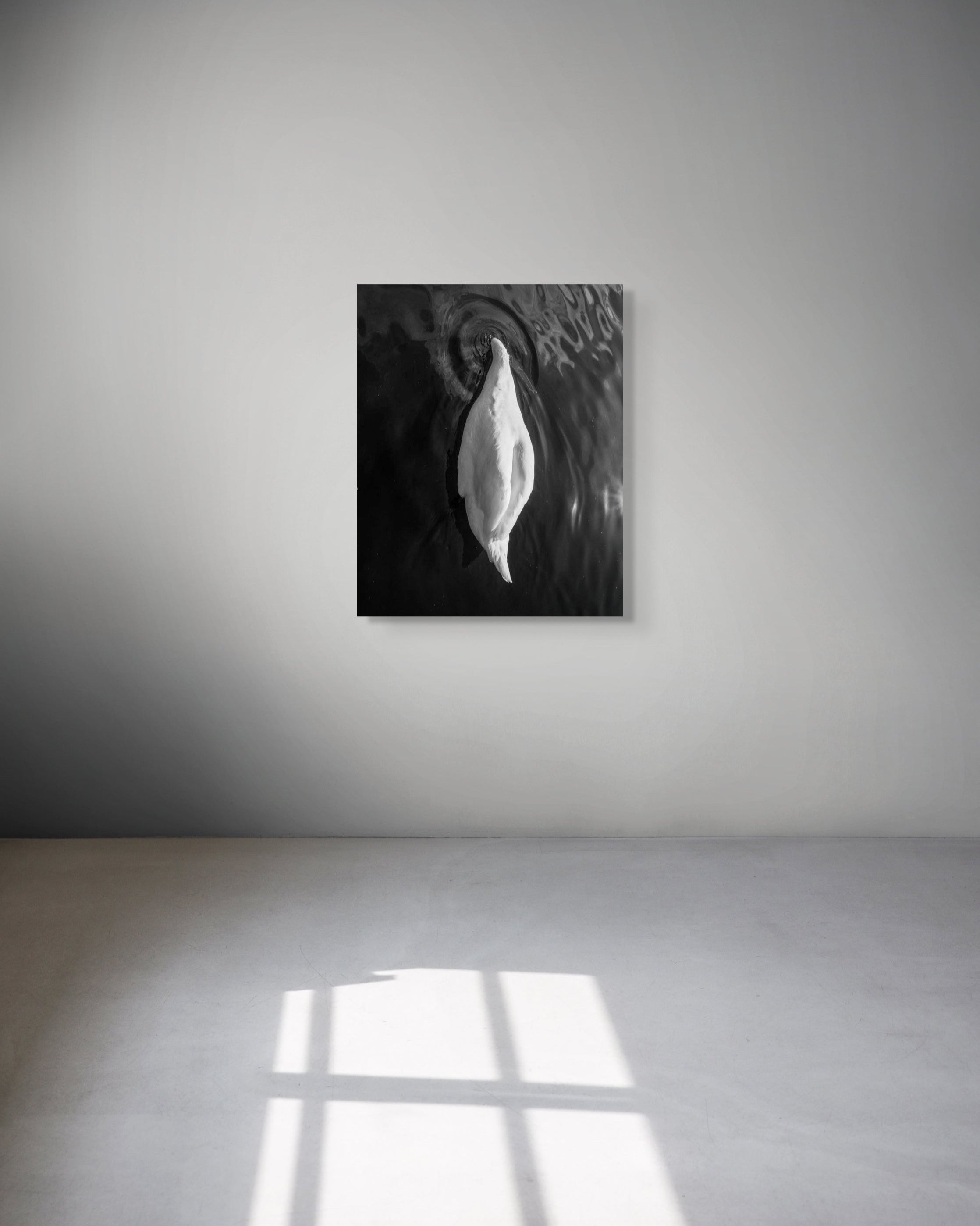 Swan