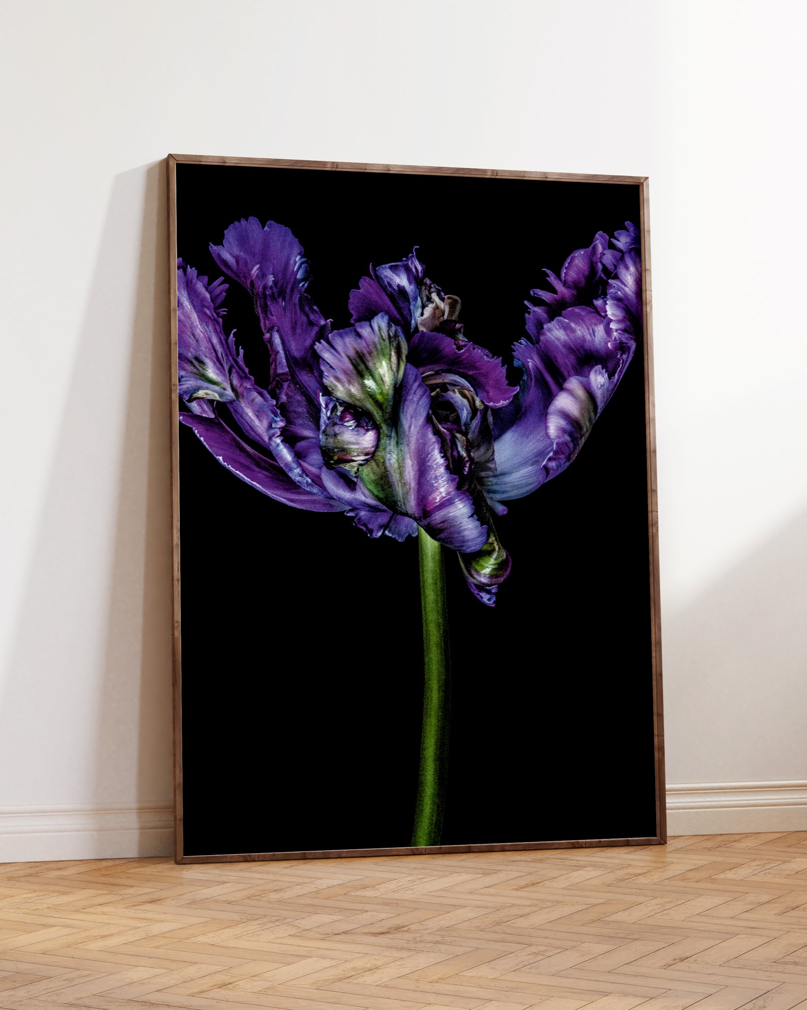 Tulipa I