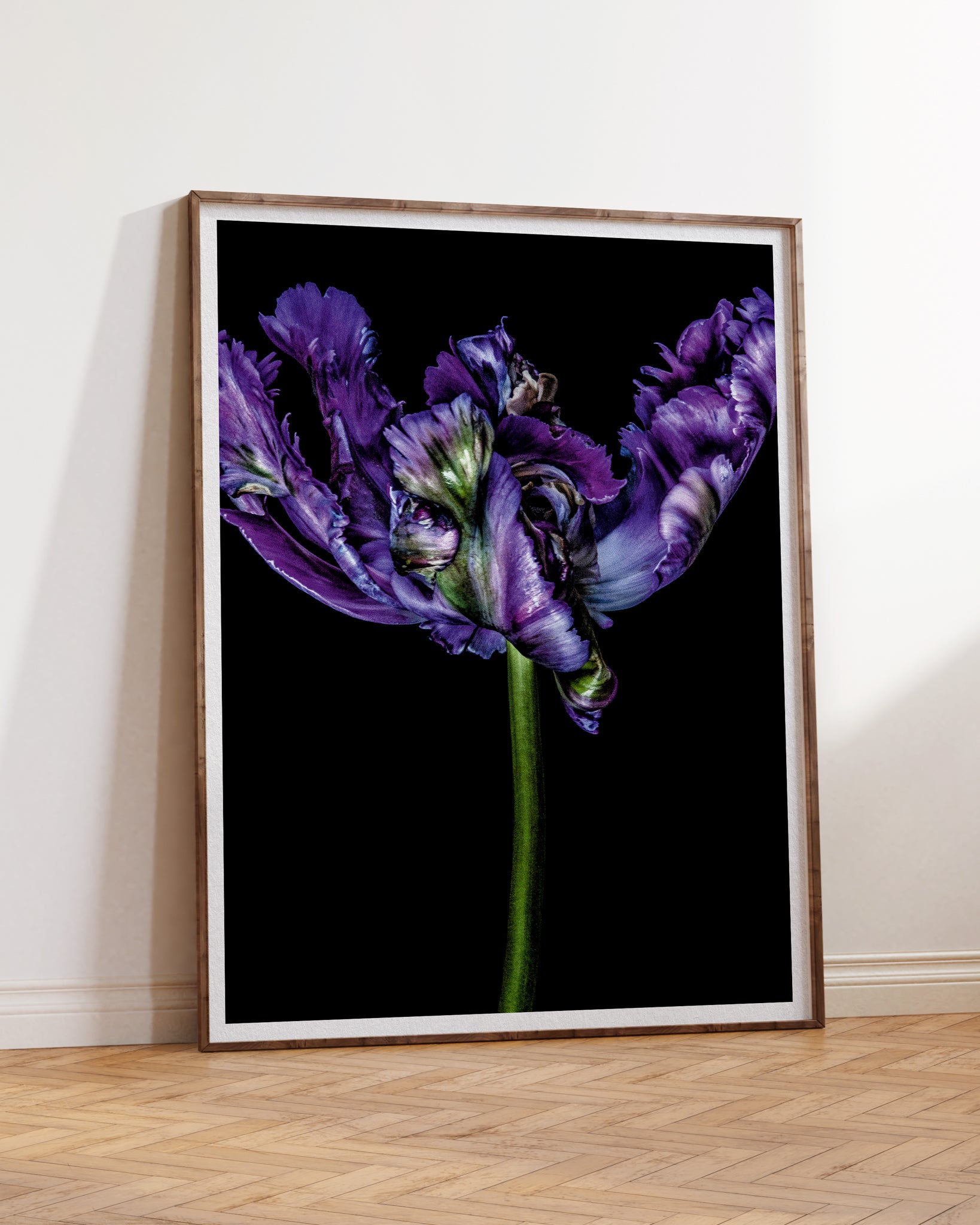 Tulipa I