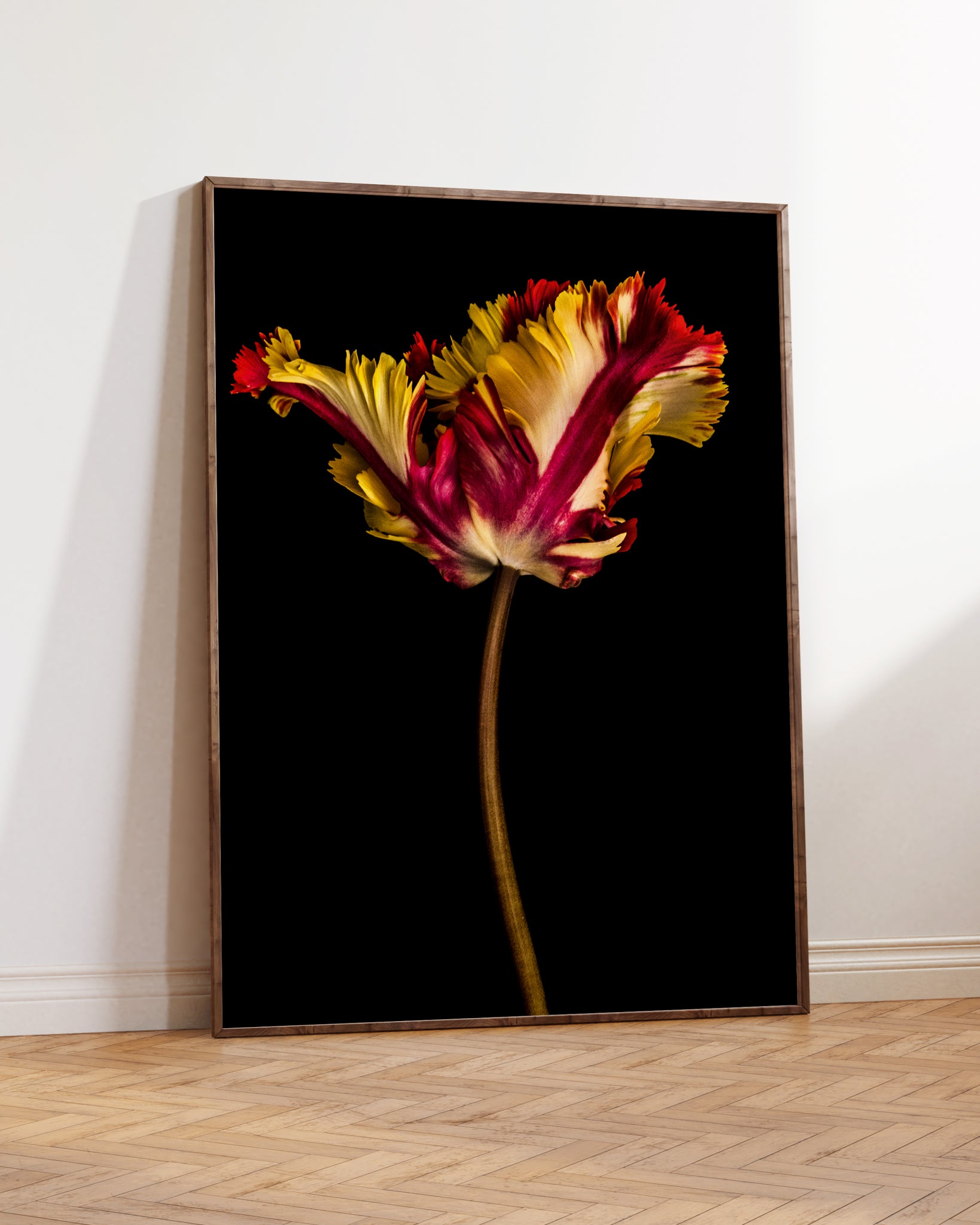 Tulipa IV