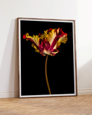 Tulipa IV