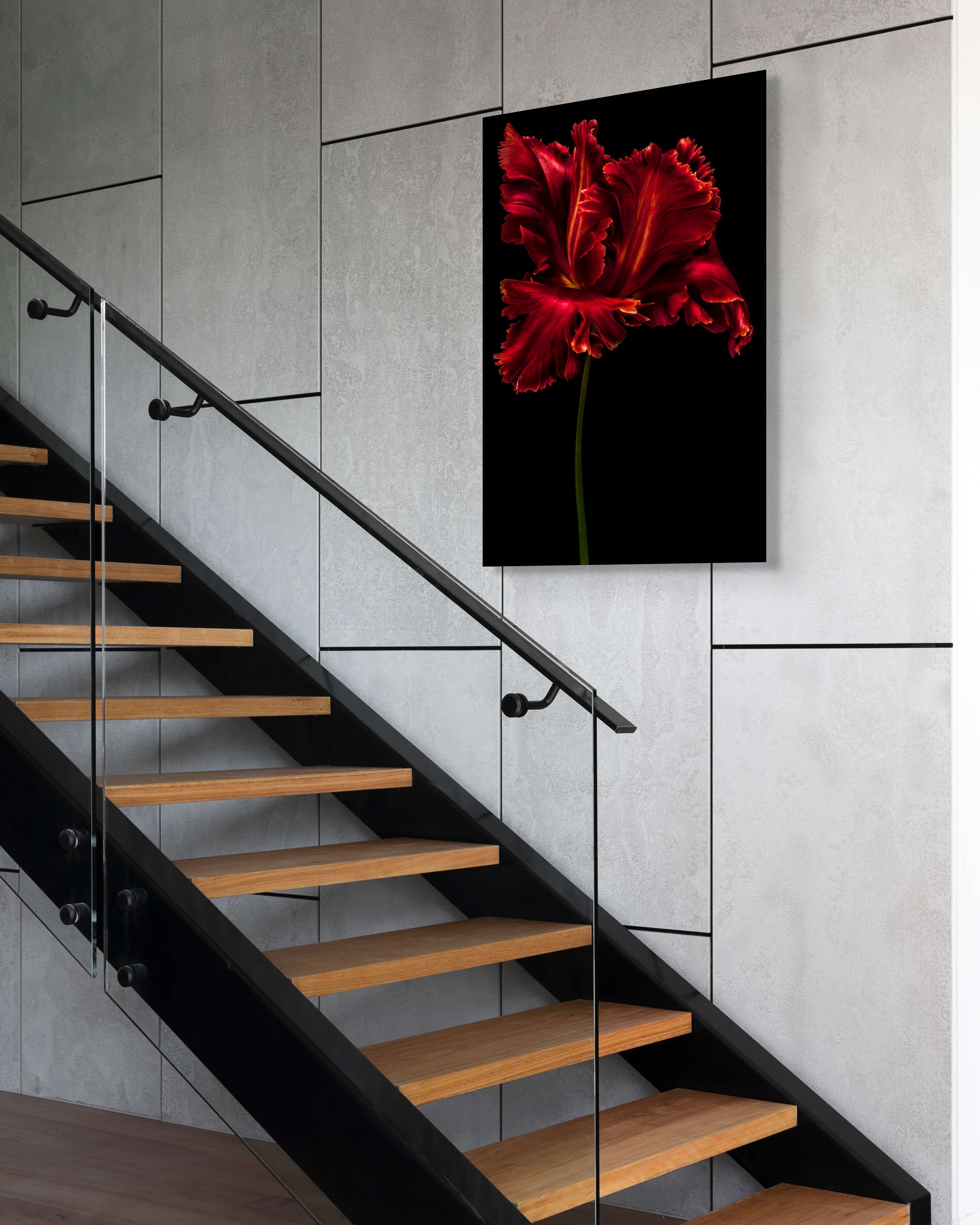 Tulipa "Red Parrot"