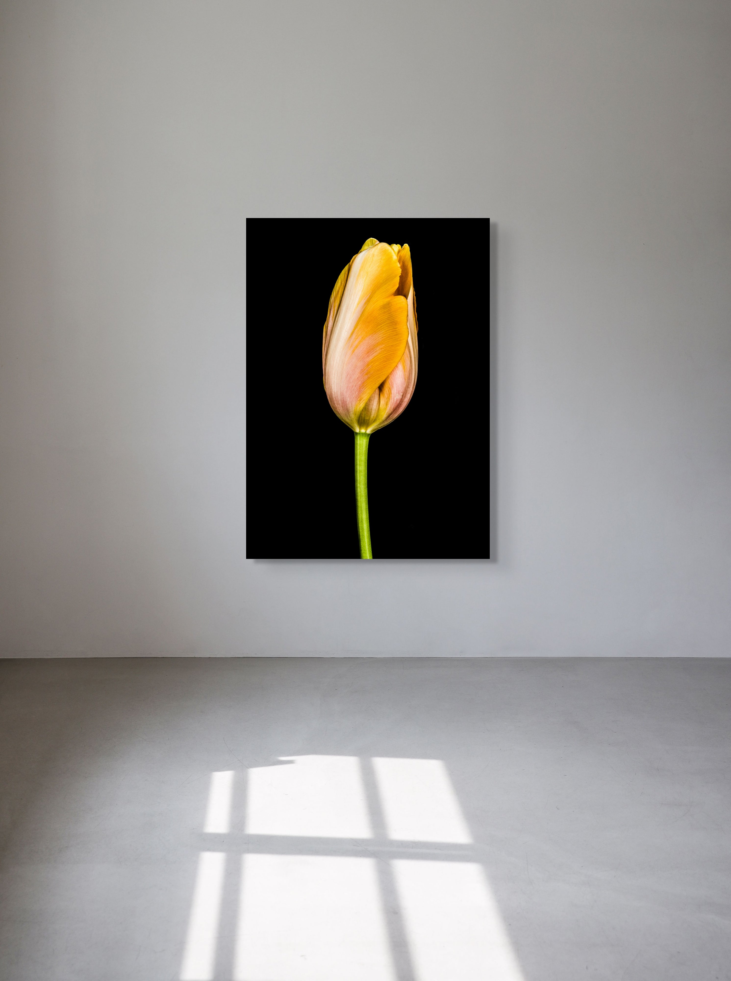 Tulipa Batavia