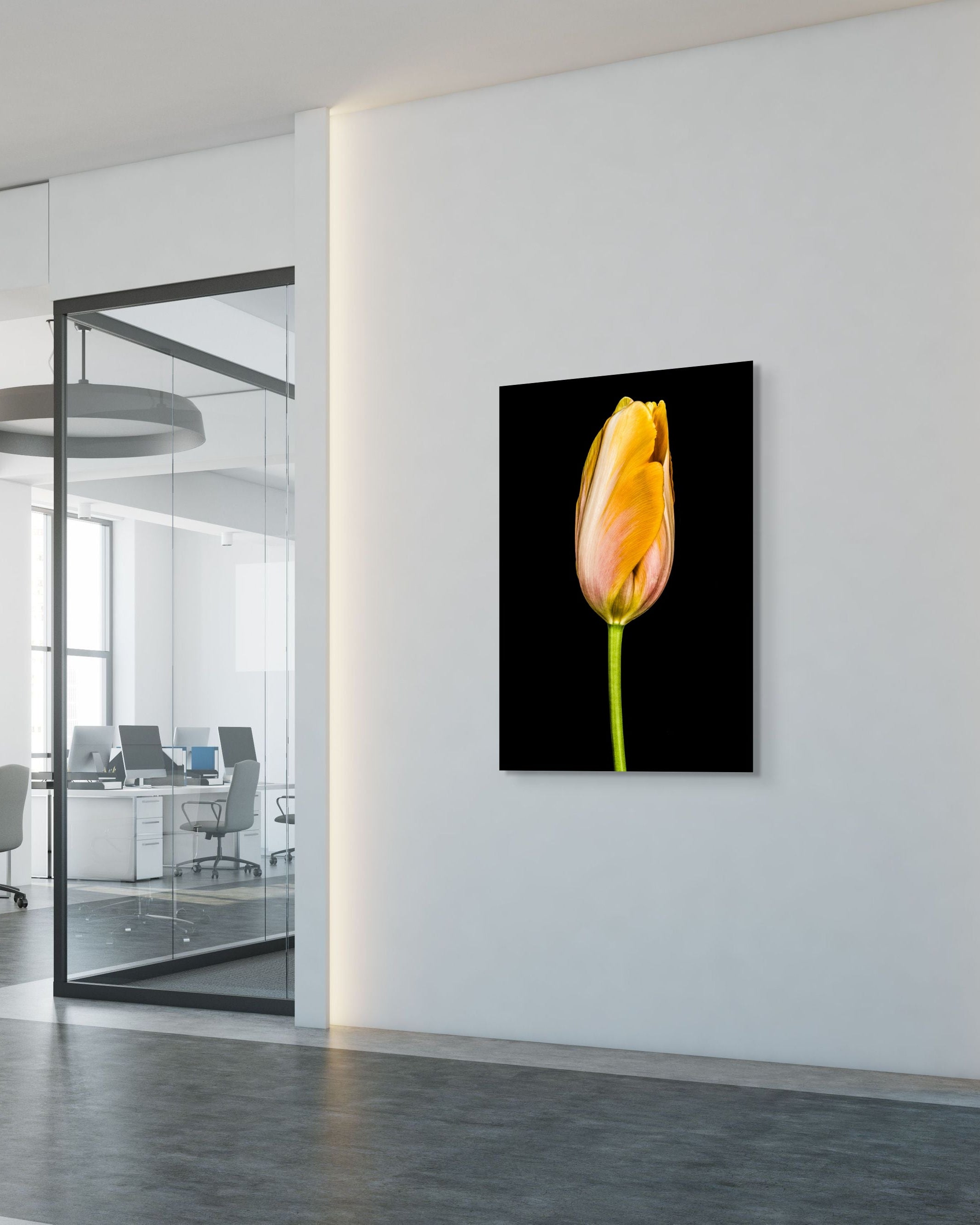 Tulipa Batavia