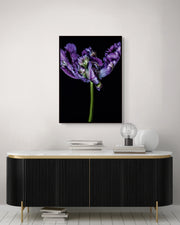 Tulipa I