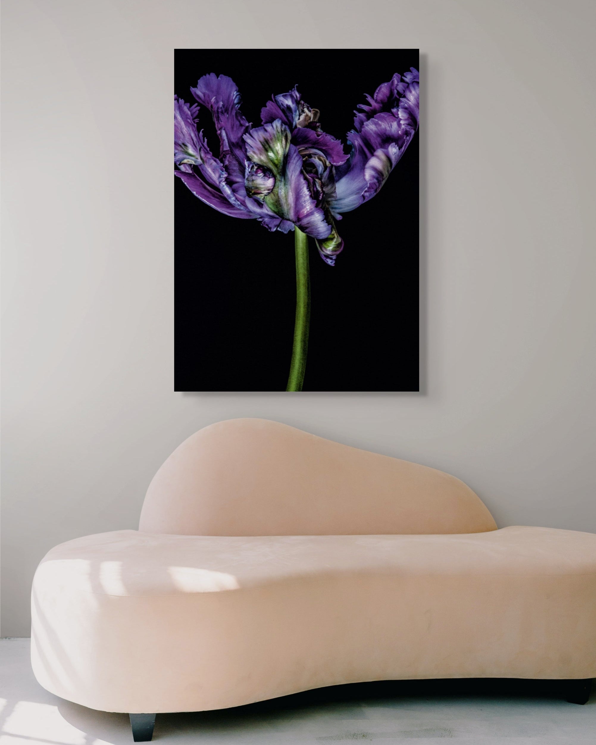 Tulipa I