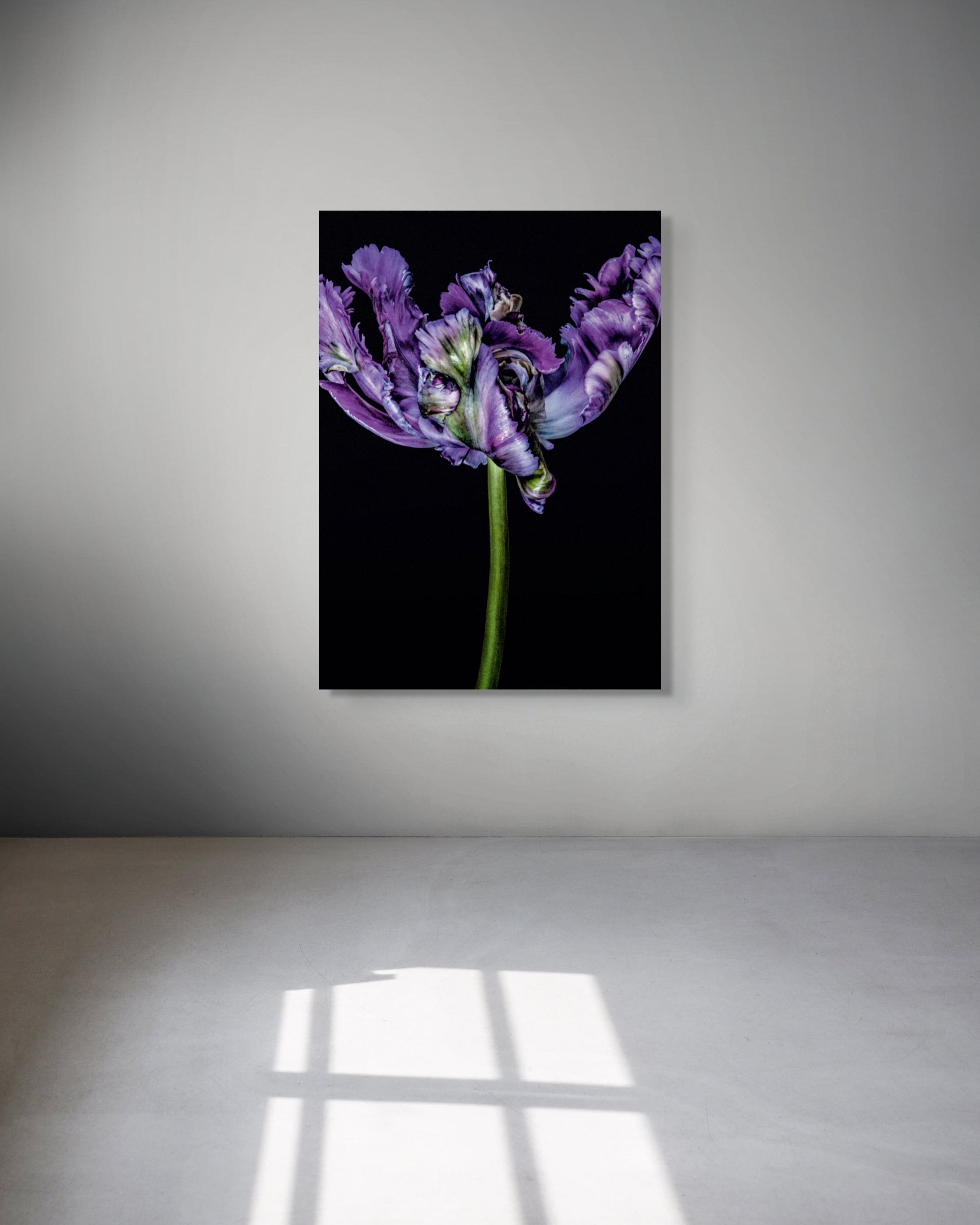 Tulipa I
