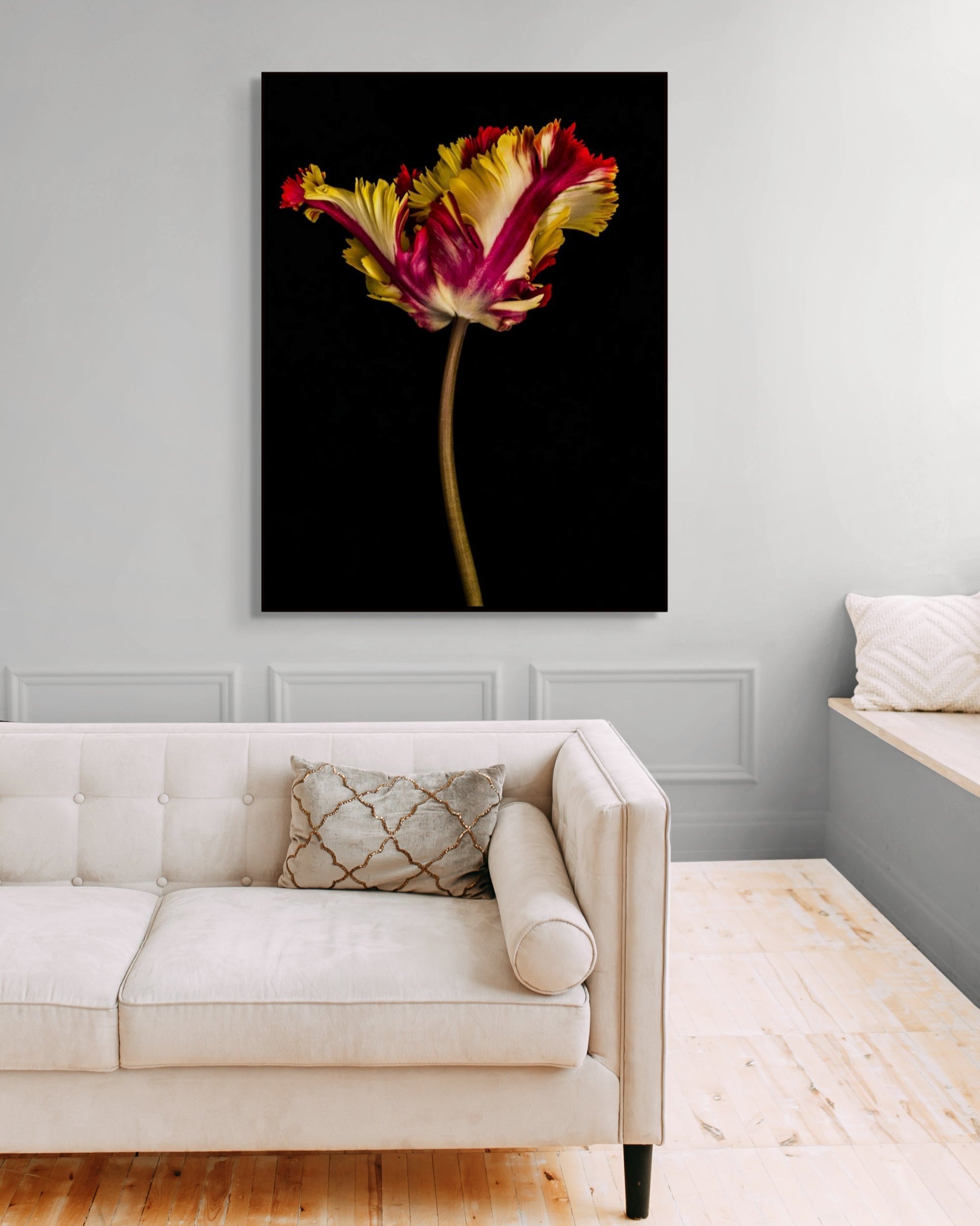 Tulipa IV