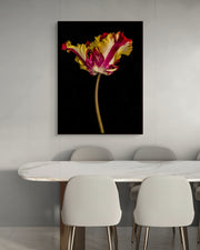 Tulipa IV