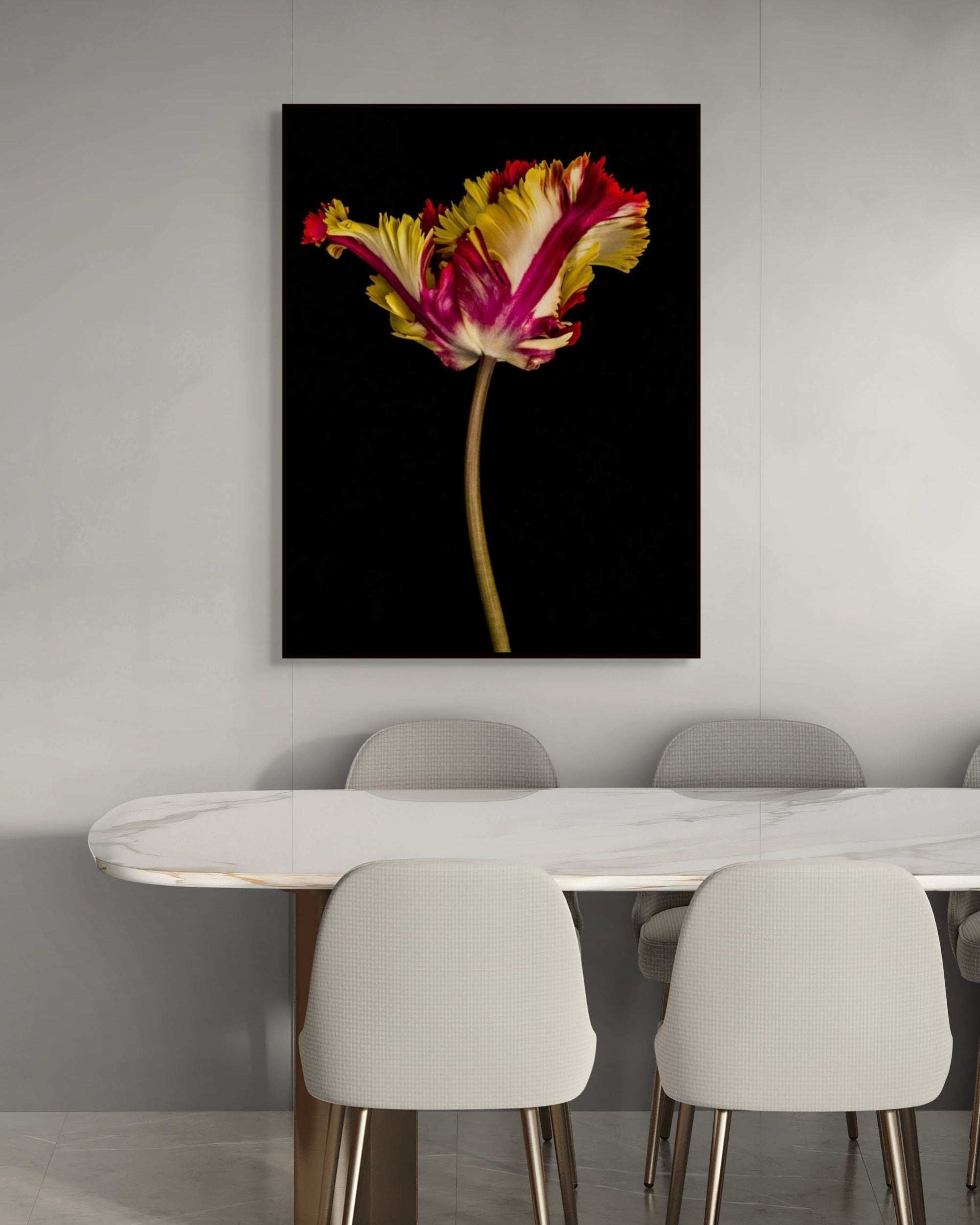 Tulipa IV