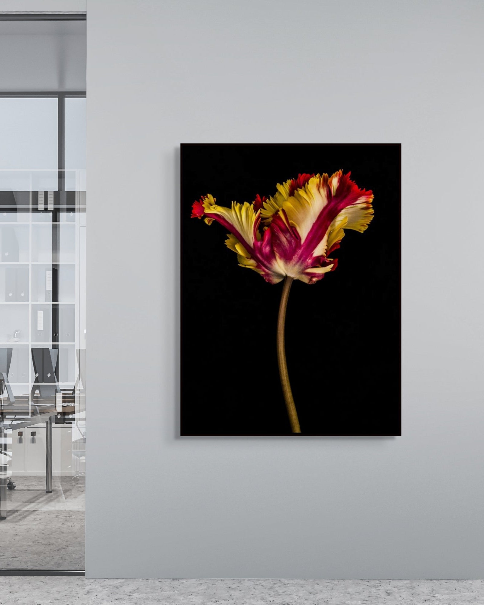 Tulipa IV