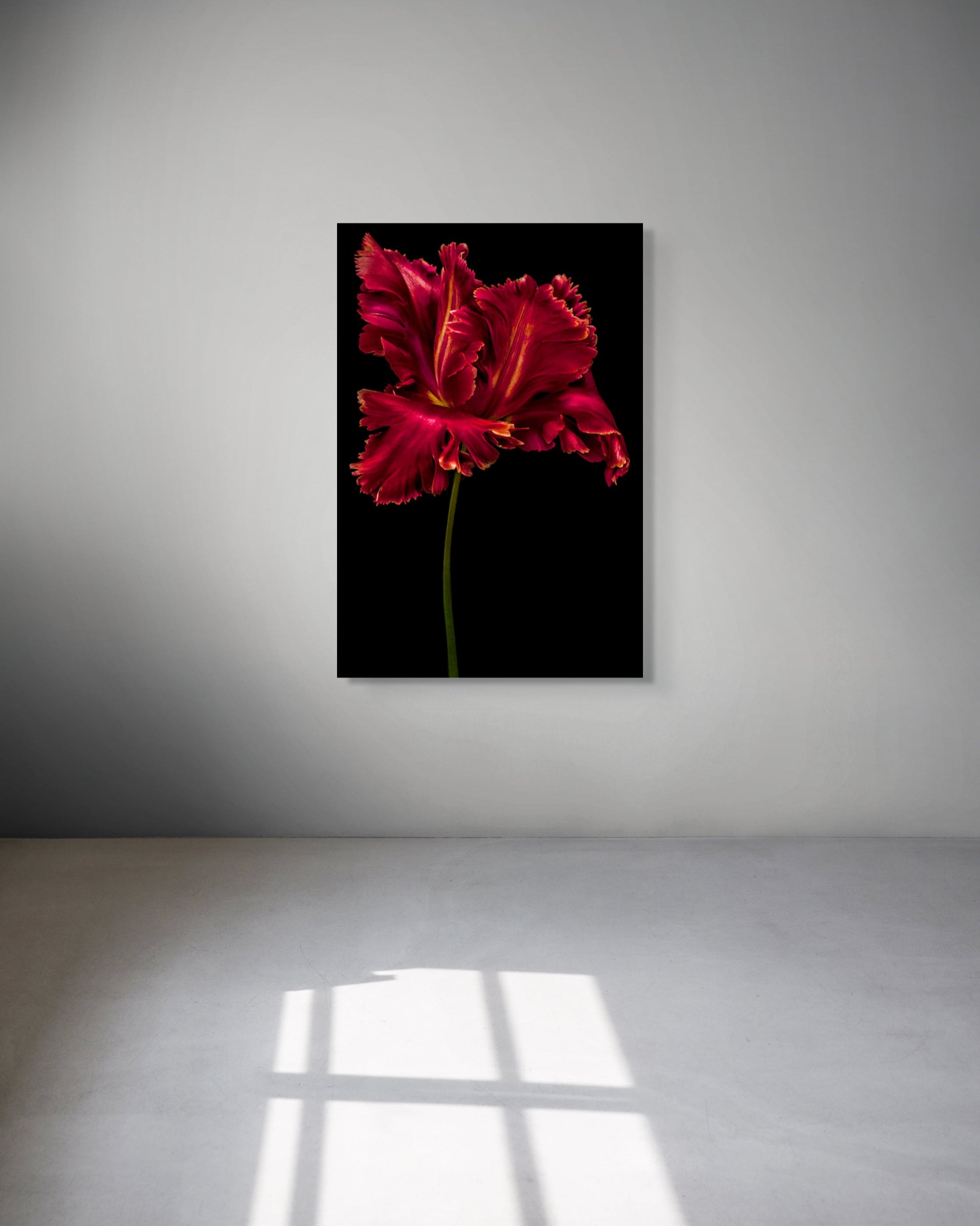 Tulipa "Red Parrot"