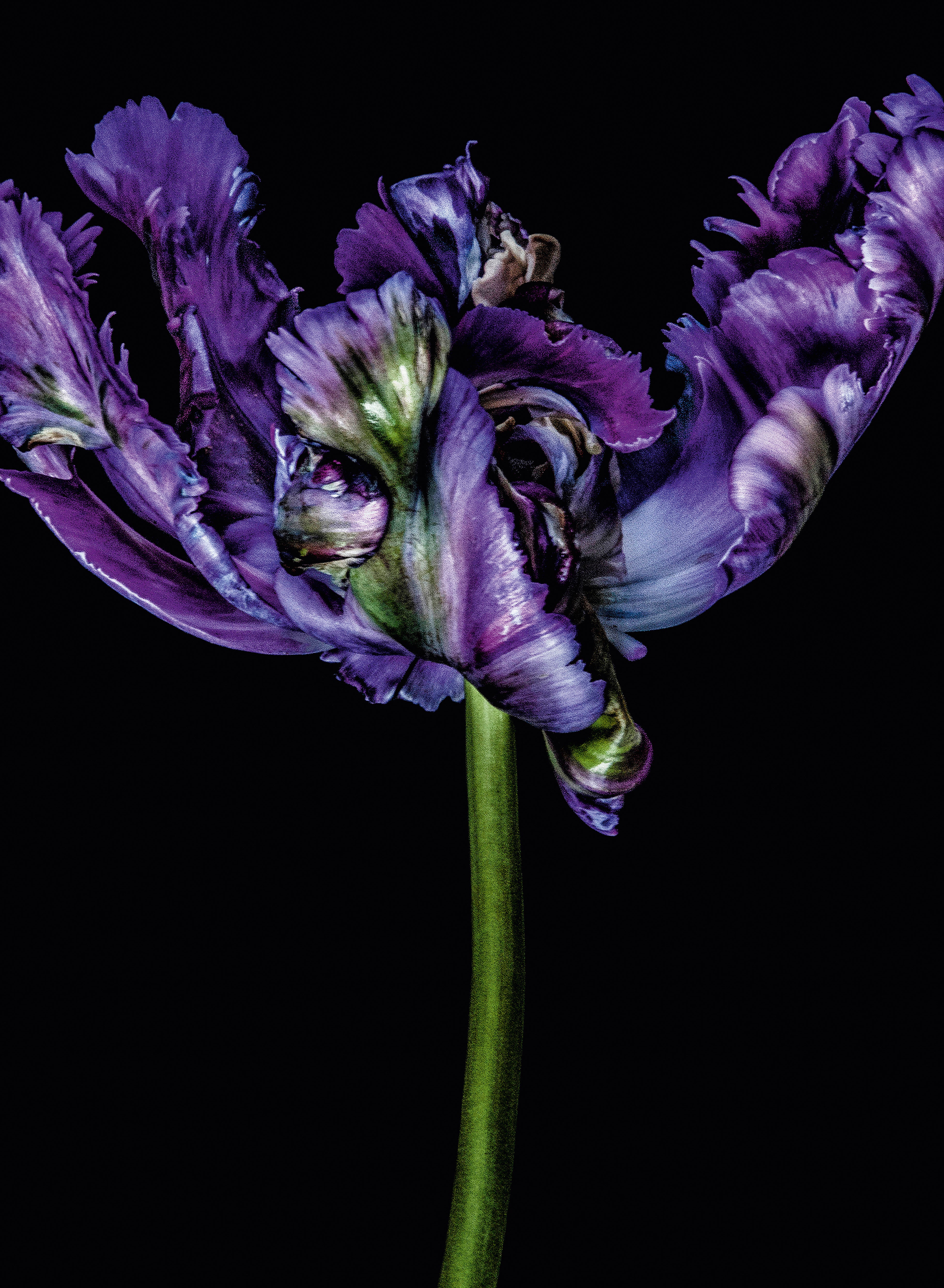 Tulipa I