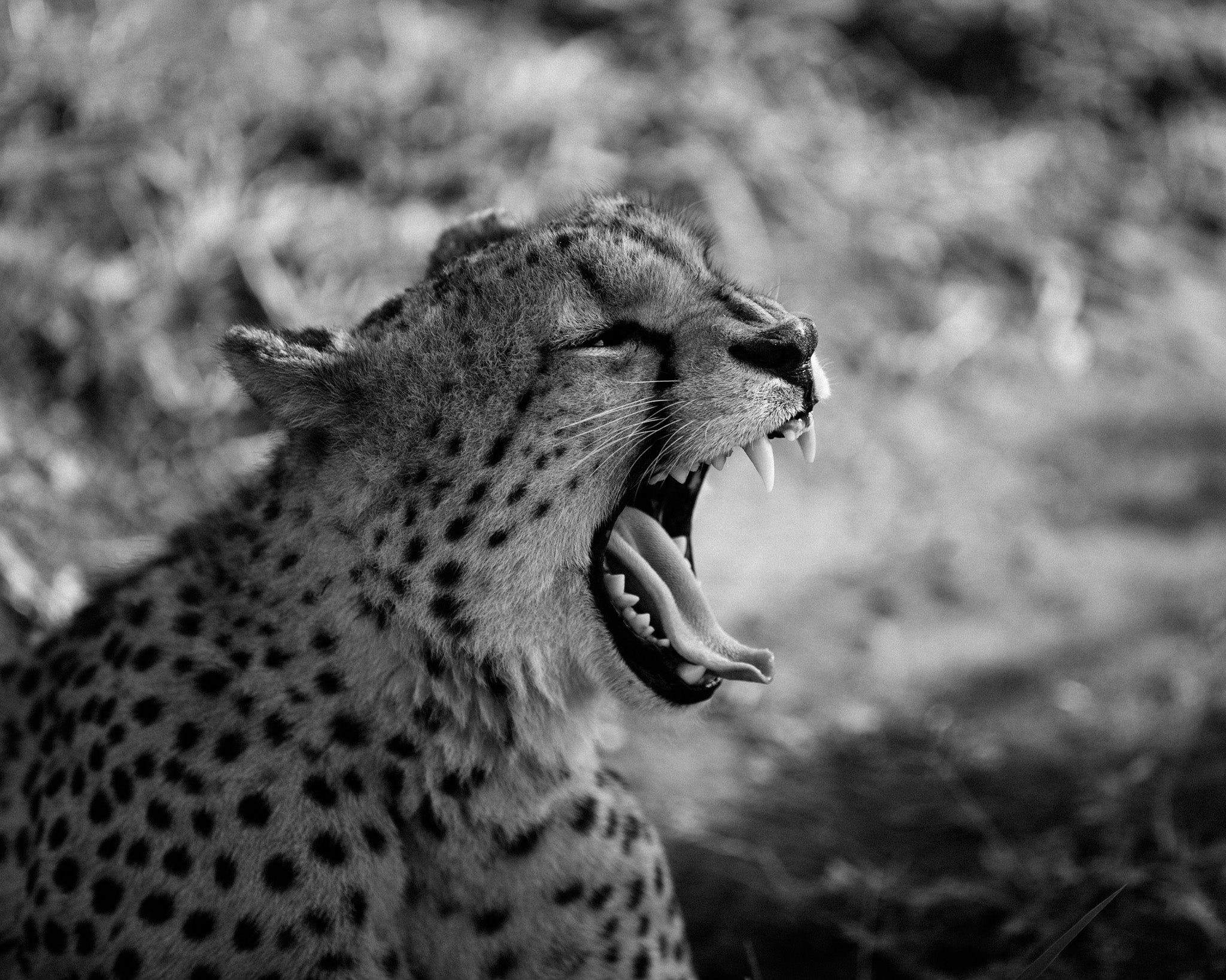 Snarl