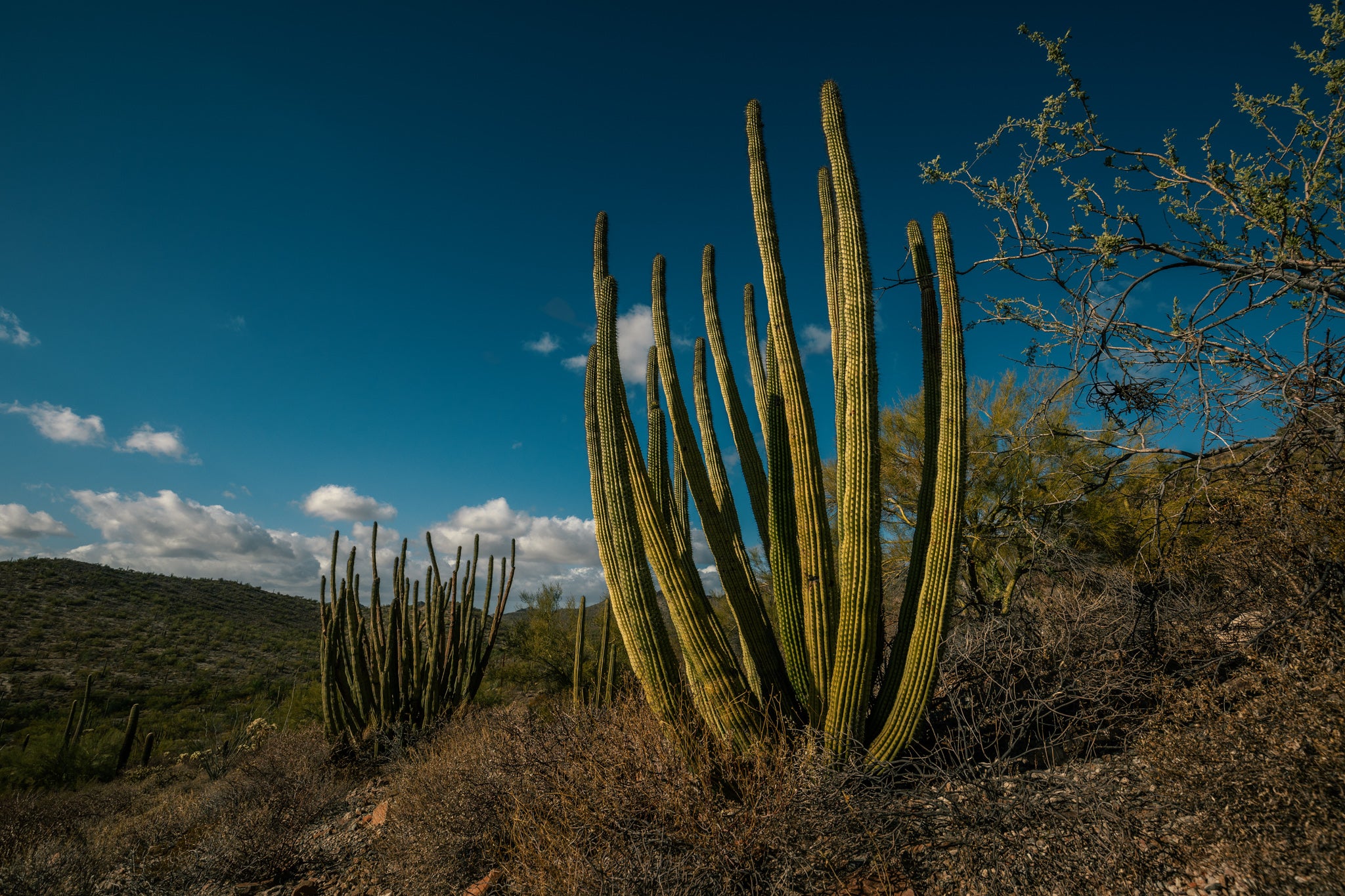 Organ Pipe