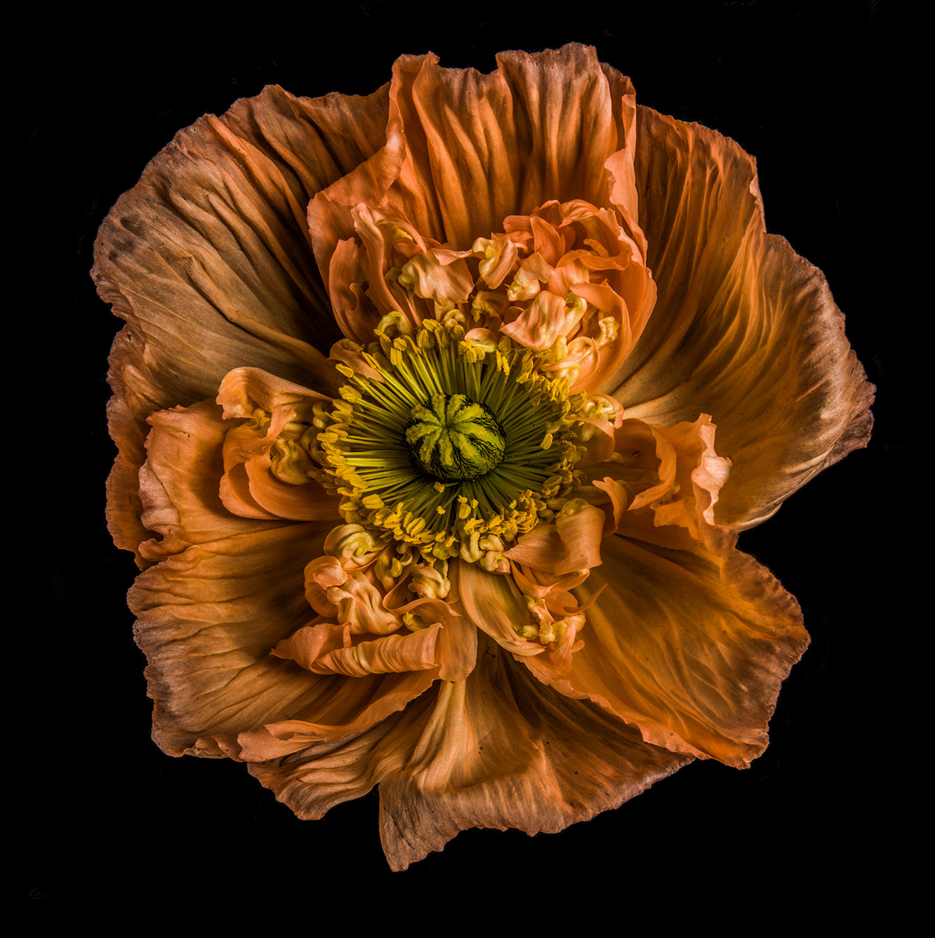 Papaver Nudicaule (Iceland Poppy)