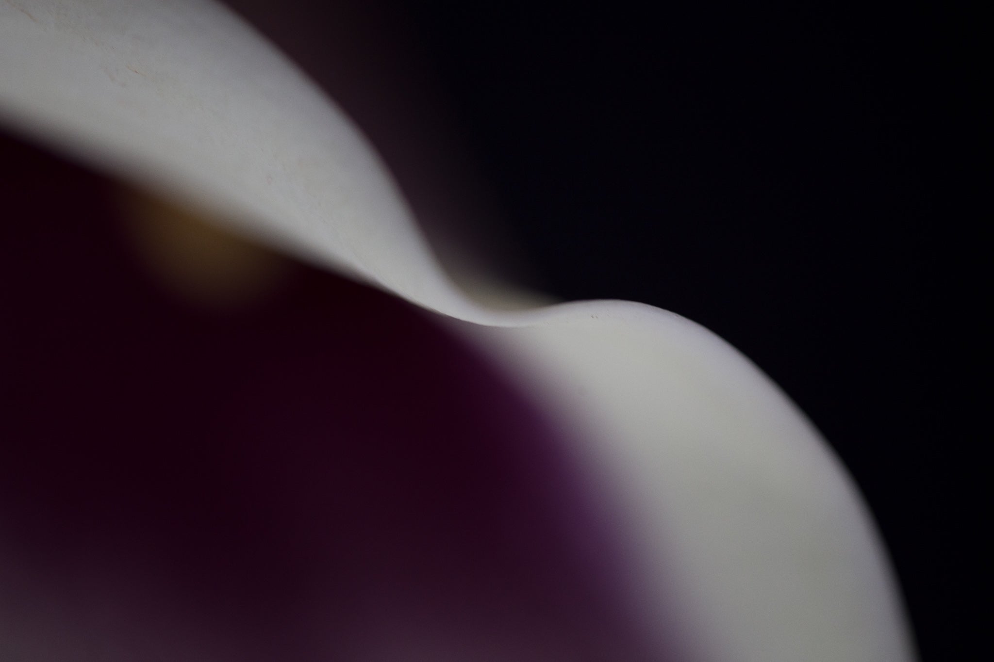 The Lines of Arum